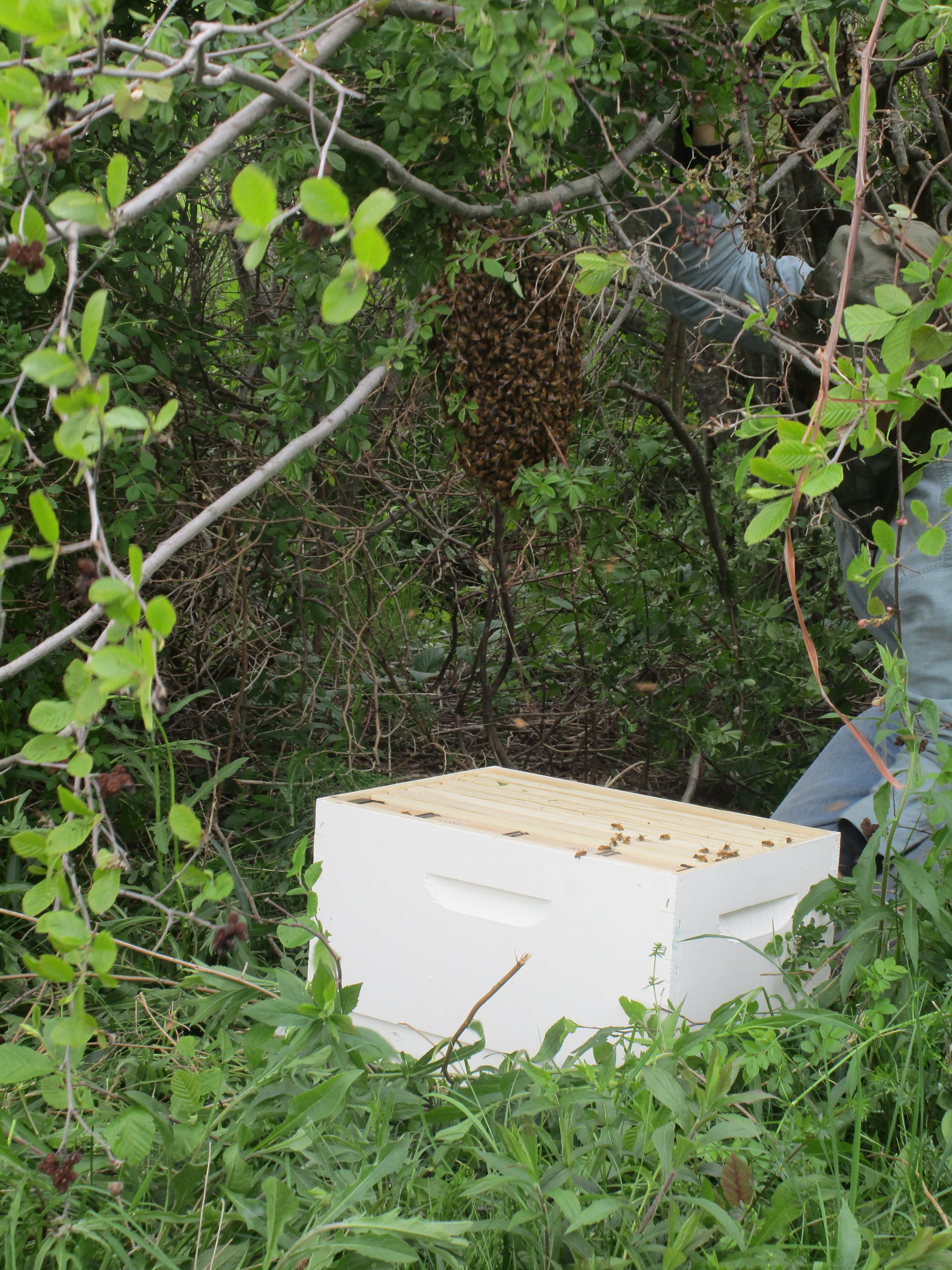 Mass of bees just about to fall...
