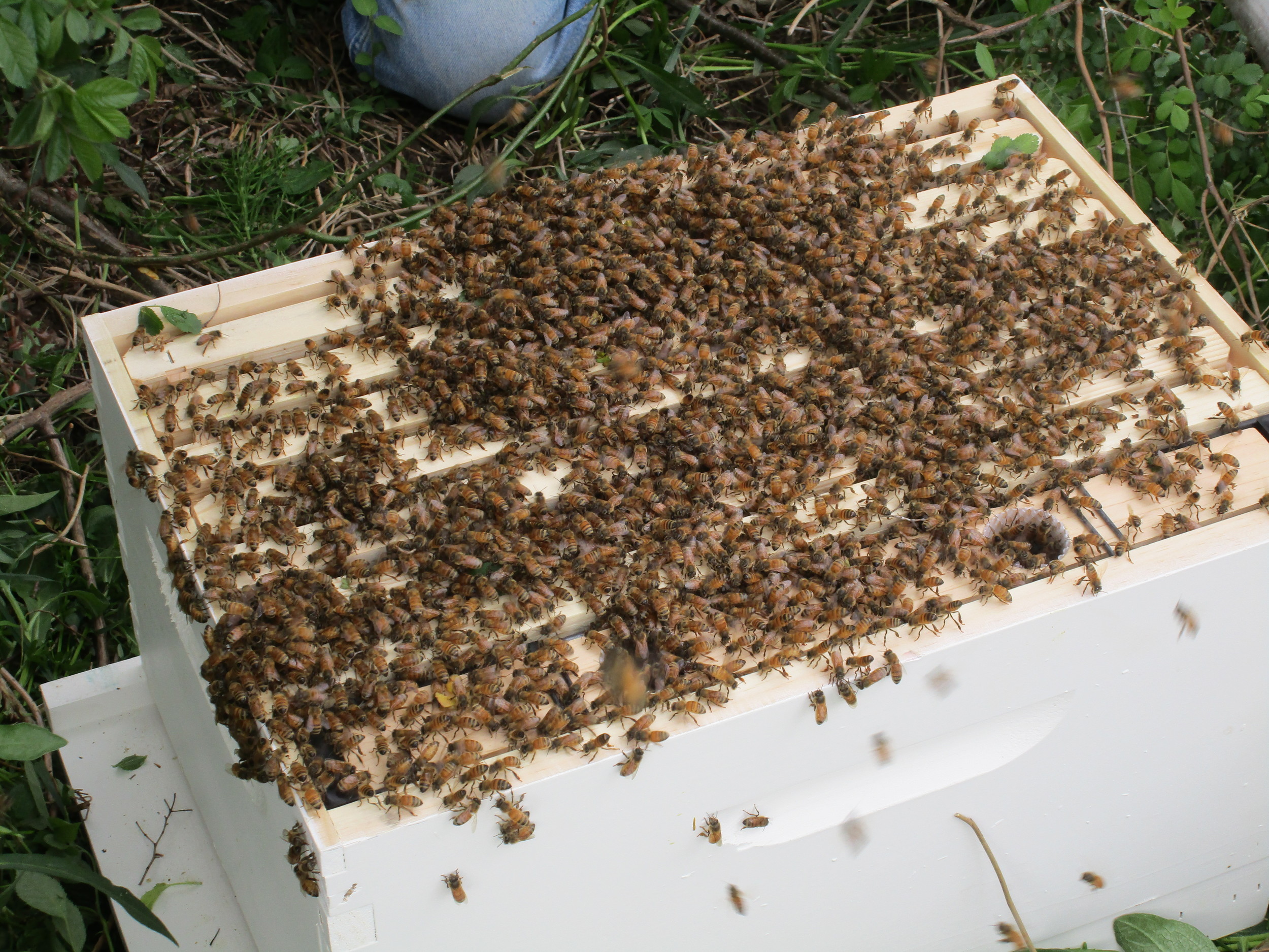 "Huh! Well that was easy", says one of the bees. Didn't even have to do a thing, and here we are in our new home!"