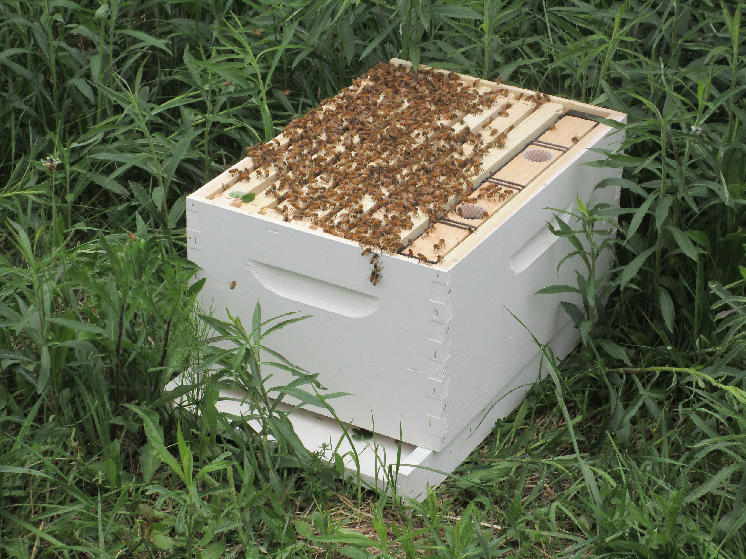 Where the new hive will live. Still need to get some cinder blocks to prop it on, and when they are all in, I will put the lids on.