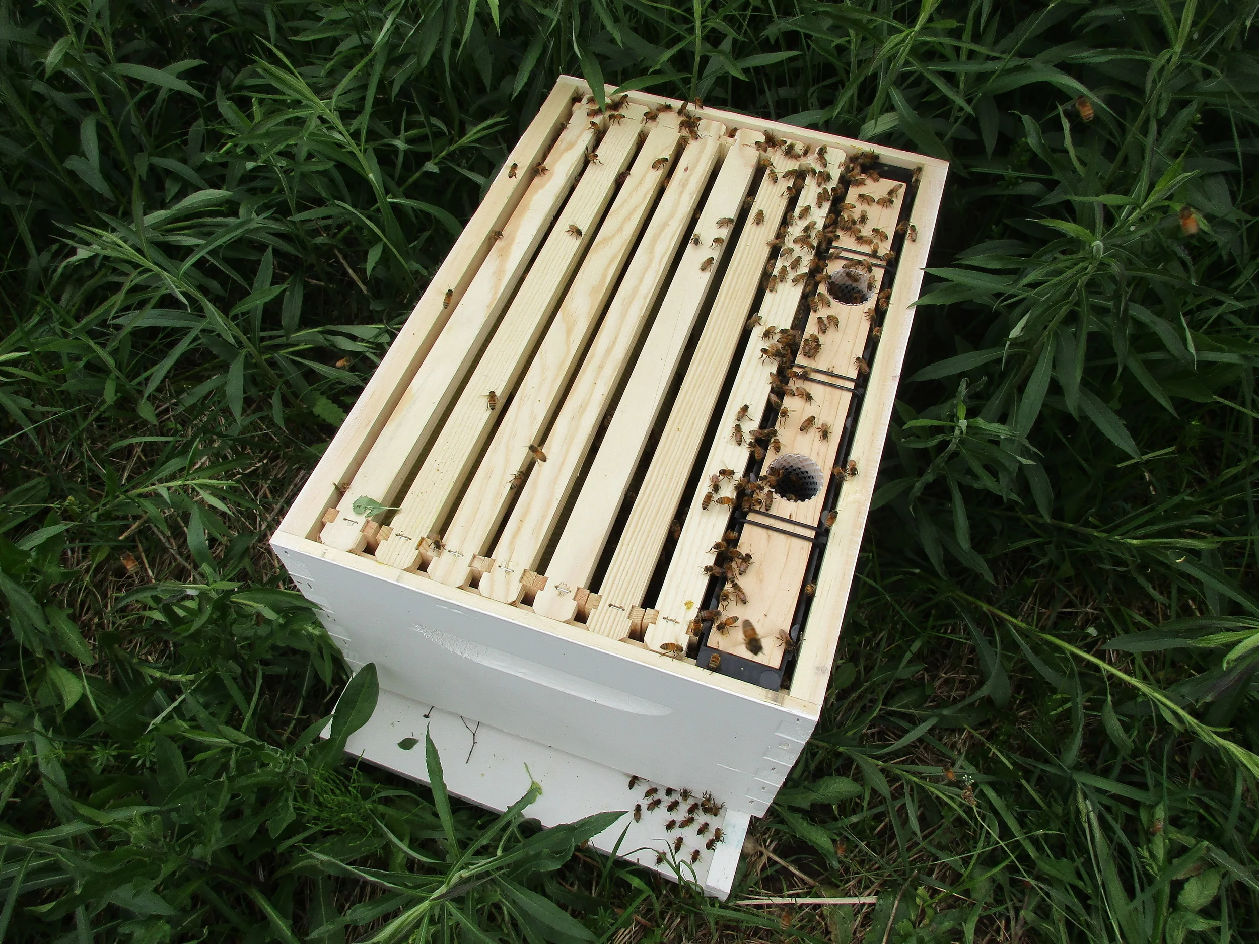 The swarm bees have now moved down into the hive. Soon I can put the lid on, when all the bees flying around have found it.