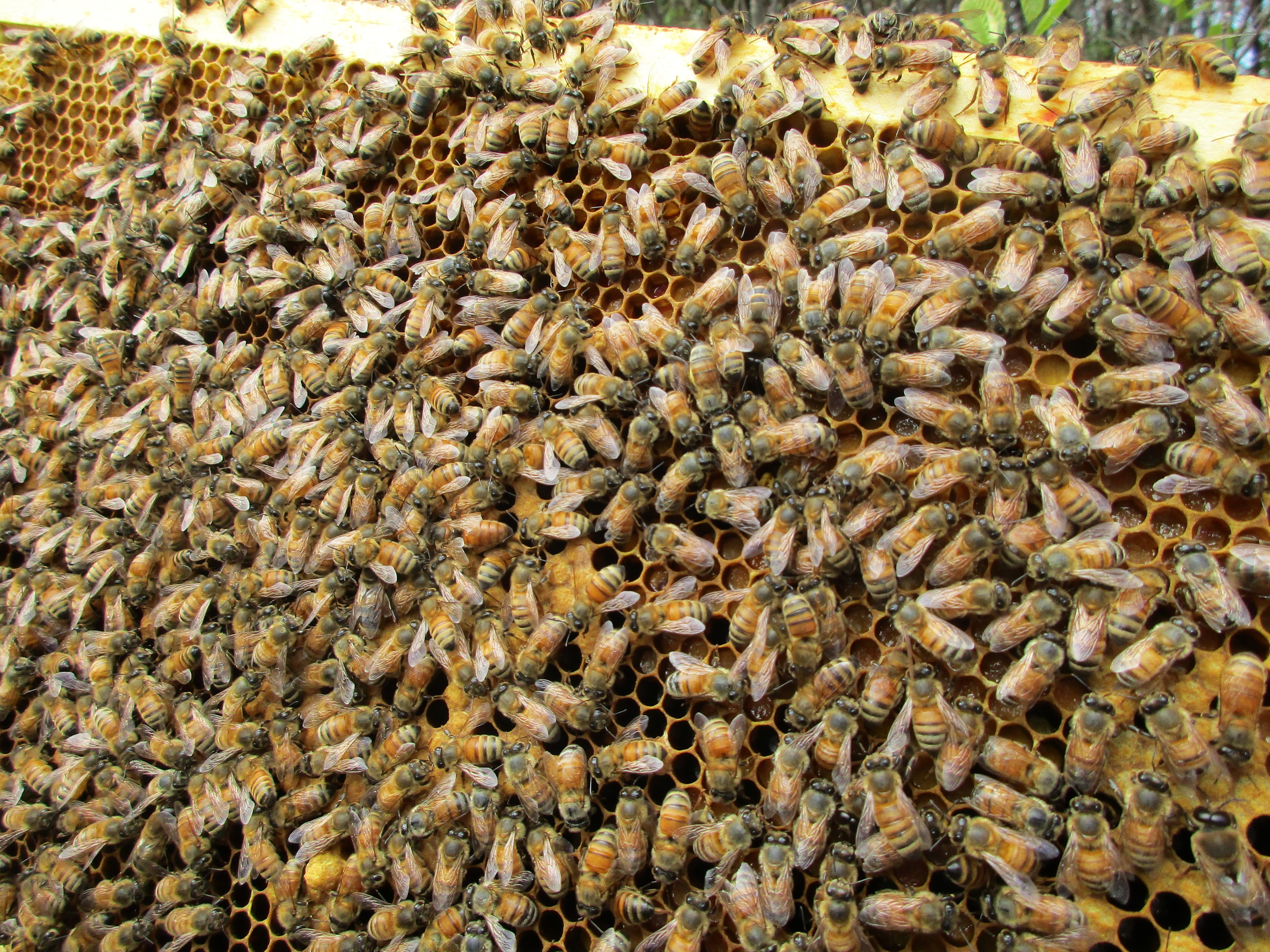 The queen is in the center of this frame. Allen pointed her out. Can you find her?