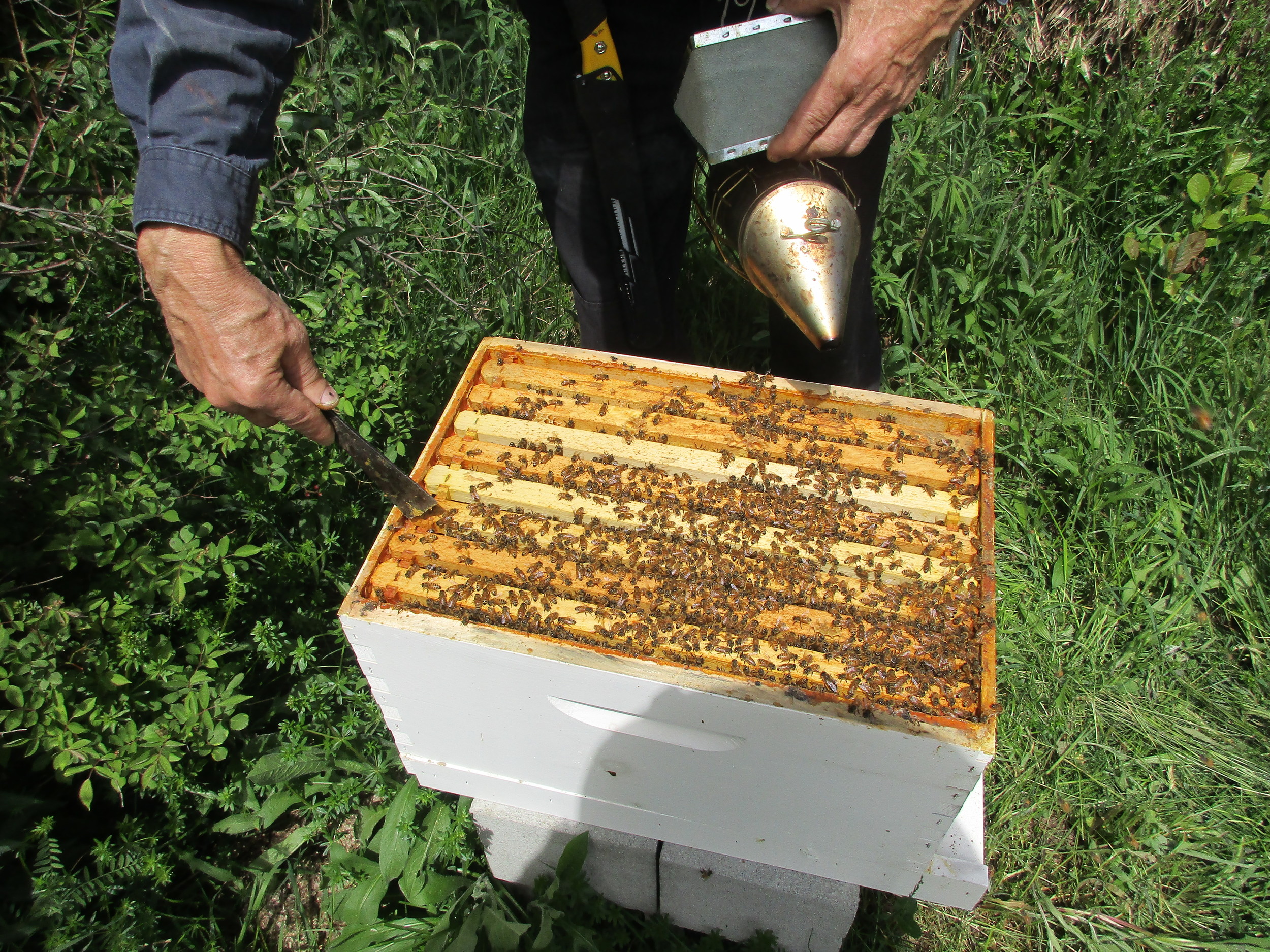 Allan about to look at the frames in the bottom box of Hive 2