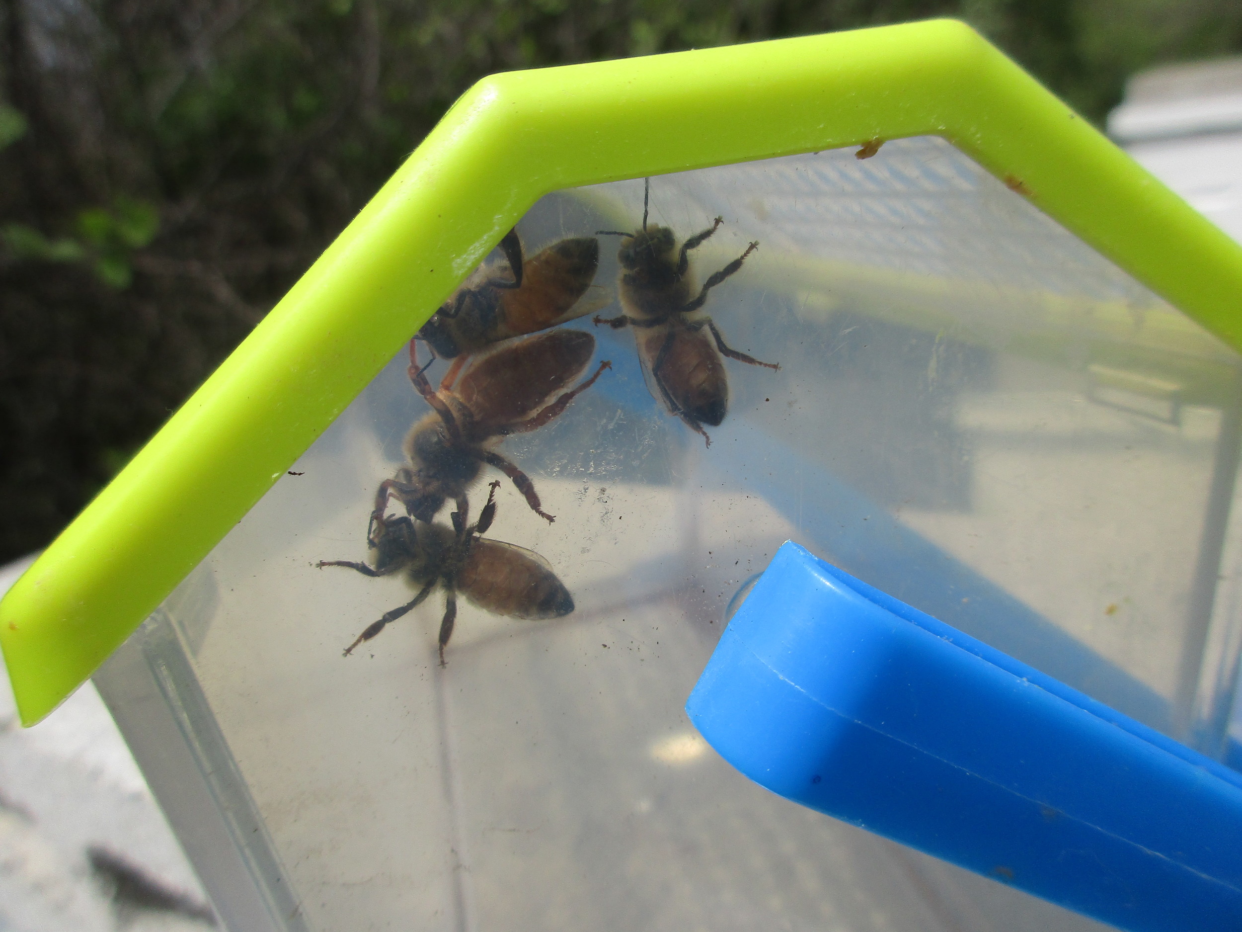 Bees in the Critter Cage. The queen is the bigger one in the middle. They are going home with Allan.