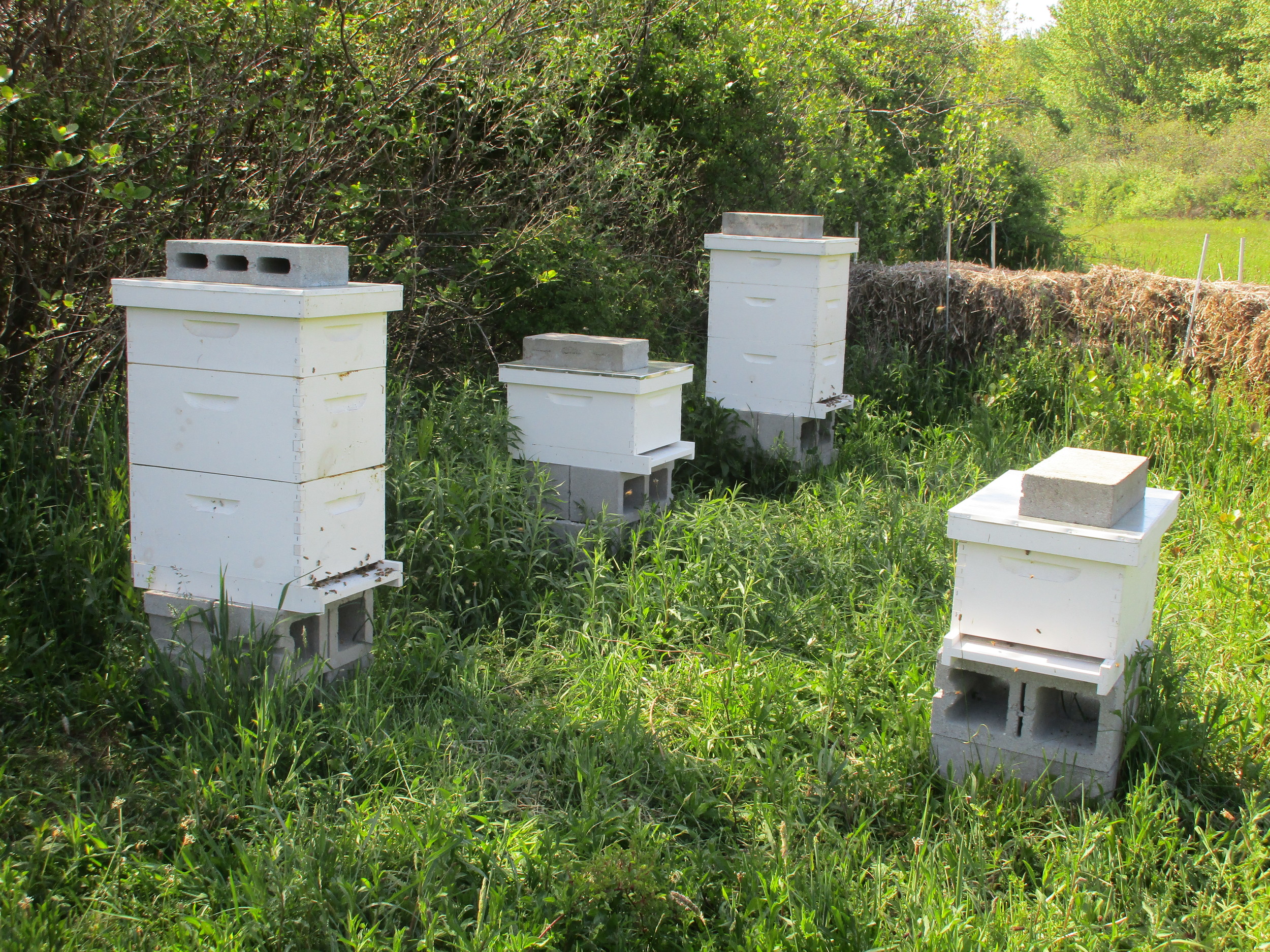 Four happy hives and one happy beekeeper (taking the picture).