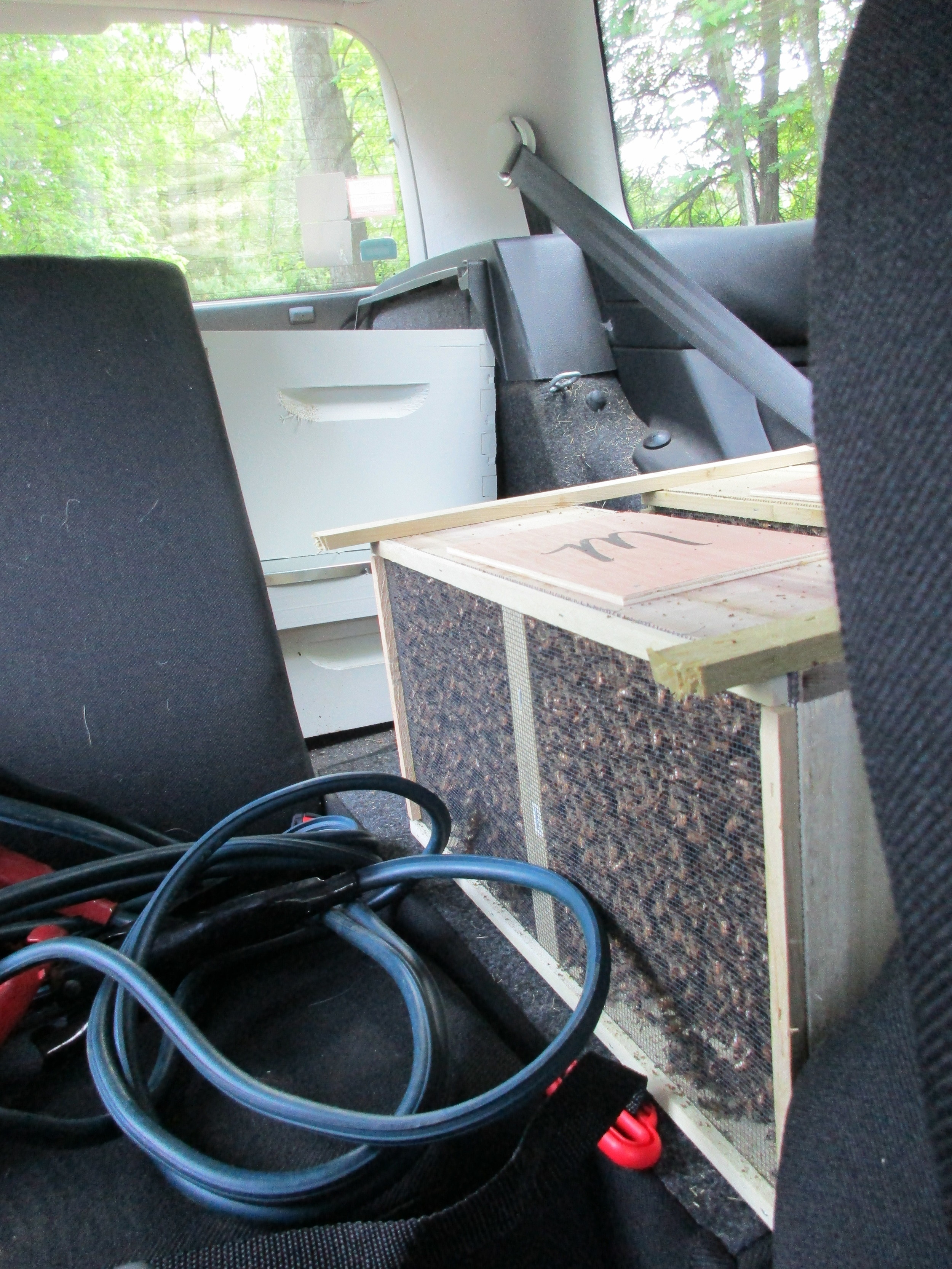 Two bee packages full of bees behind my driver's seat as I drive home!