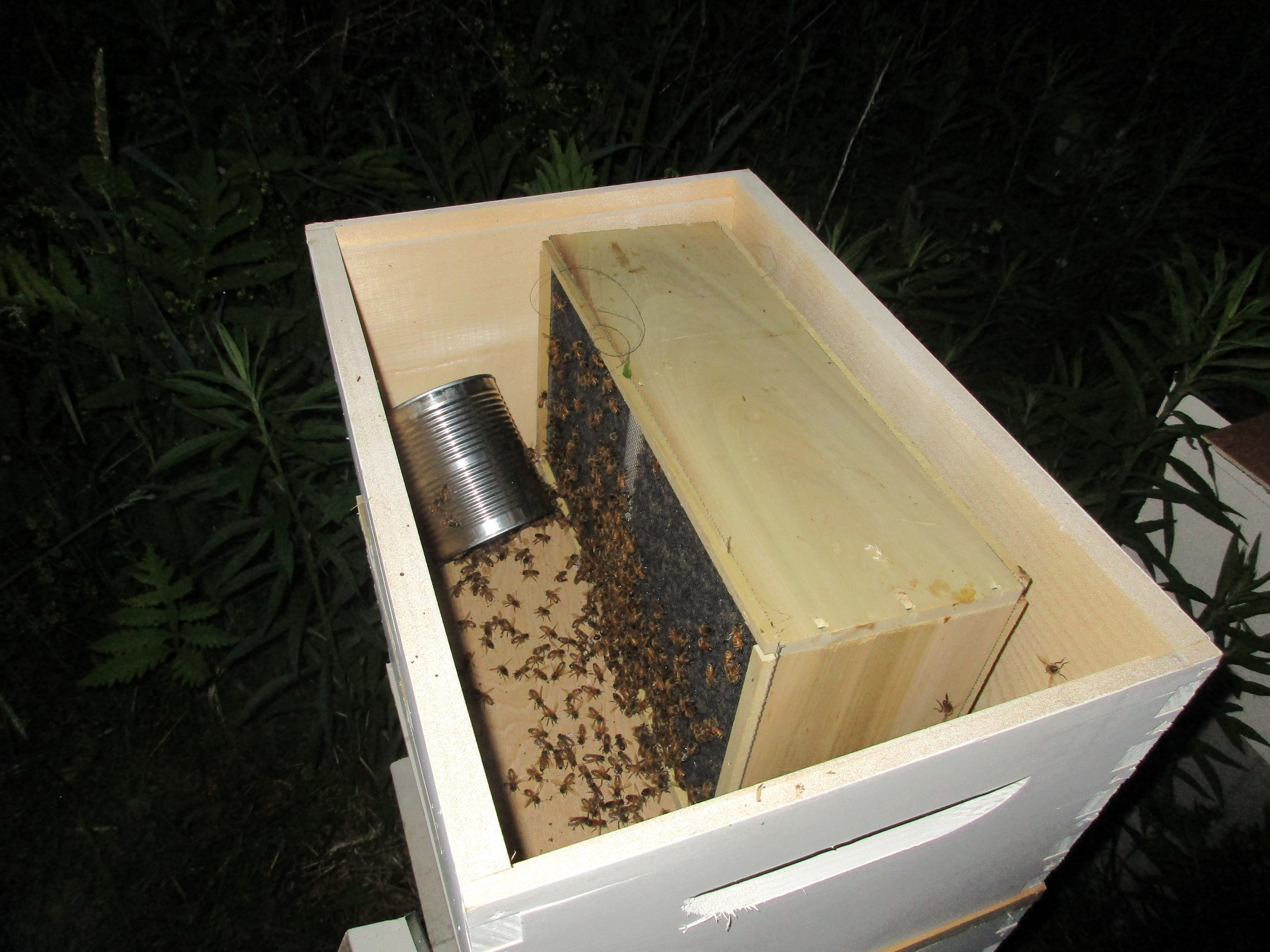 I then put an empty hive box on top, and turned the bee package box upside down in that. Then put on the lid and left the bees to explore and work their way down into the hive, where they would be able to detect the queen.