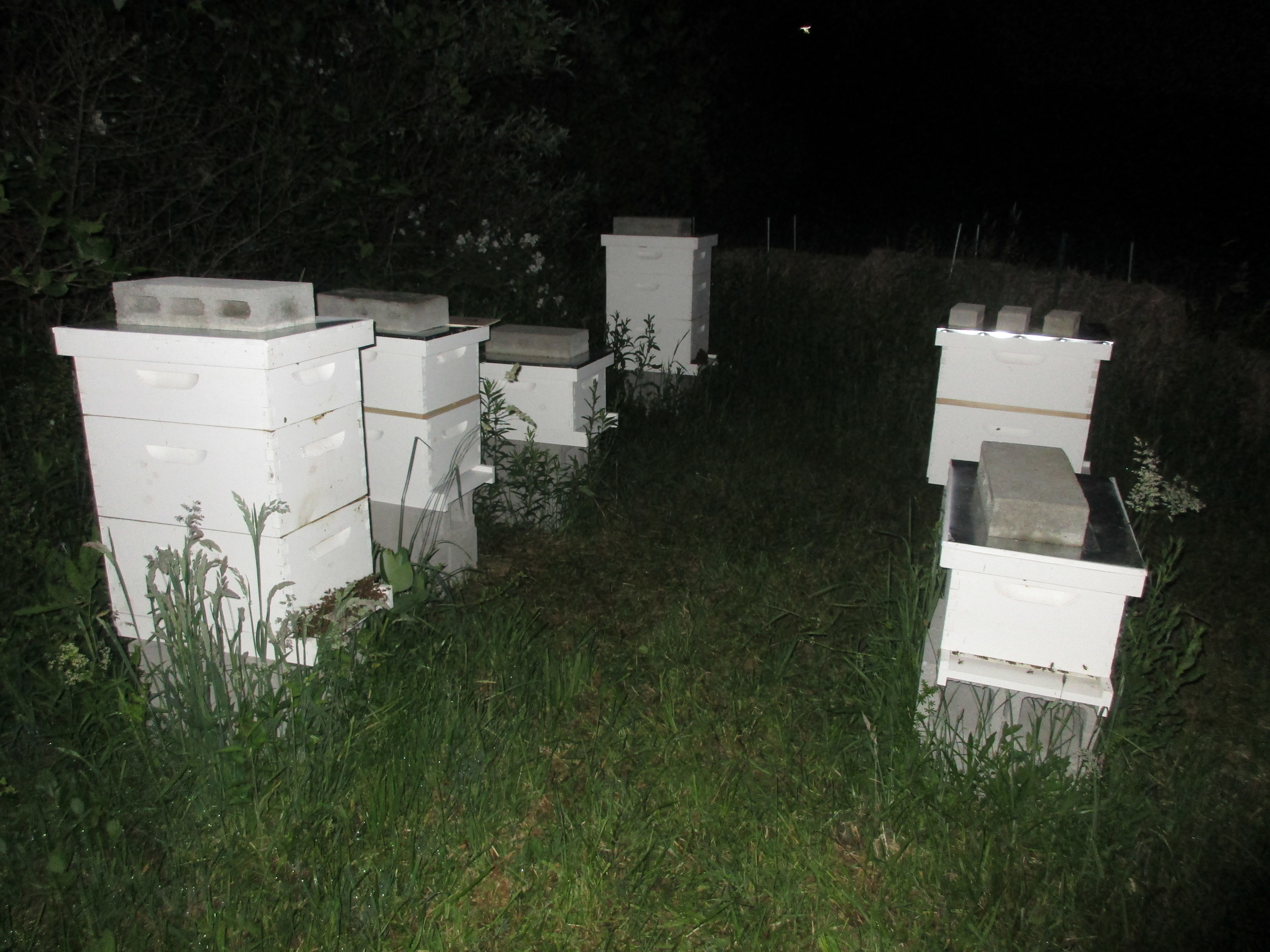 All done! You can tell which ones are the new hives because they have a brown band running along the middle - this is the inner lid underneath the empty hive box.