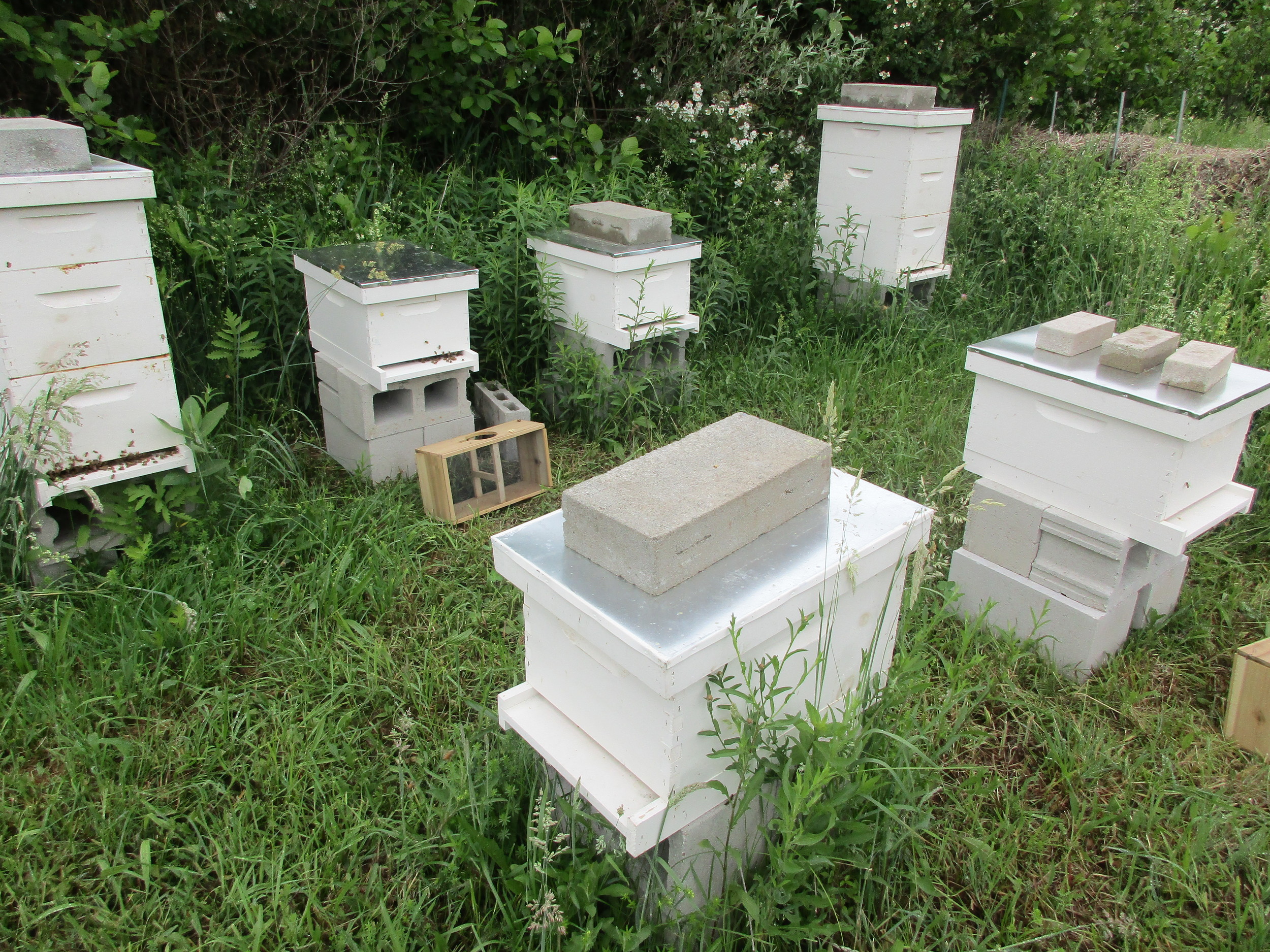 The two new hives still have the bee package boxes sitting in front of them.
