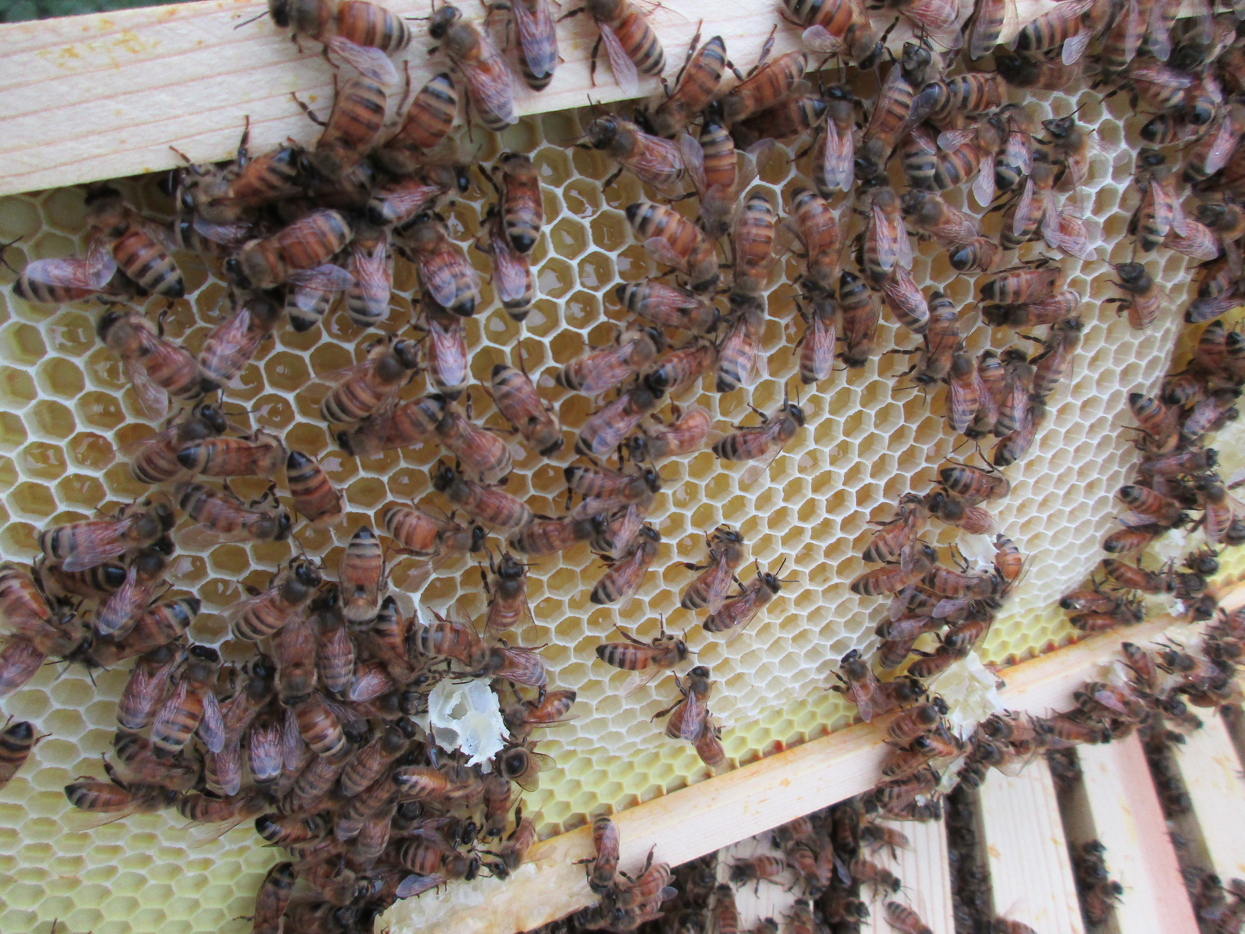 Lots of honey in those cells!