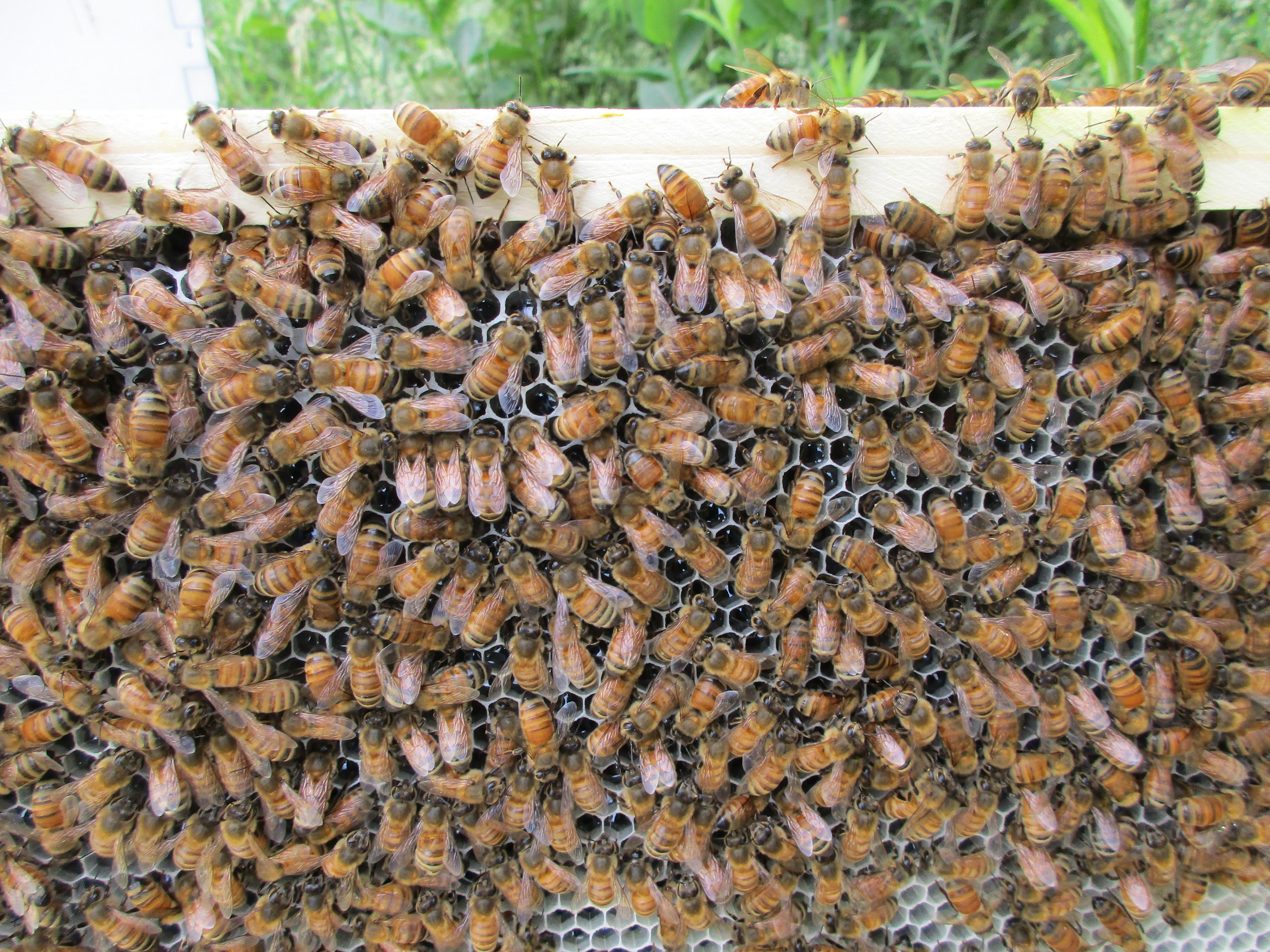 Already laying down foundation and storing honey, after only one week!