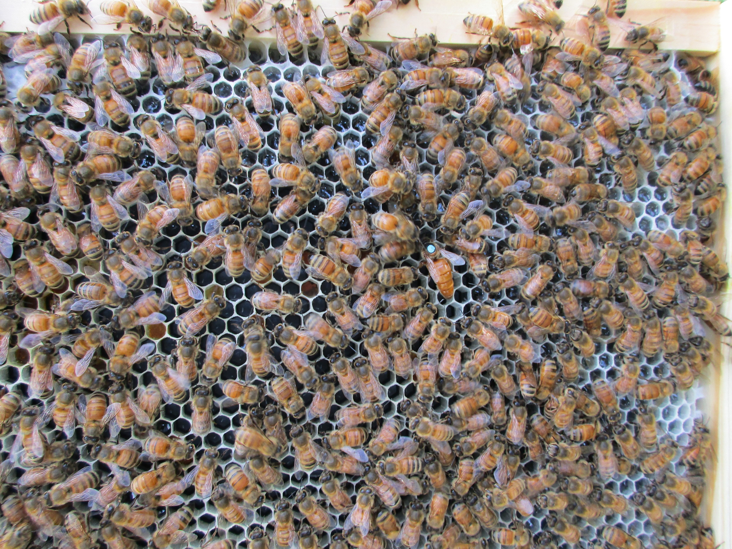 This one's great! You can see honey in the outer cells, cells with stored pollen (the light colored cells), cells with tiny eggs, AND, the queen with a dot on her back, to the right/center! Notice how she is surrounded by her subjects, all facing her.