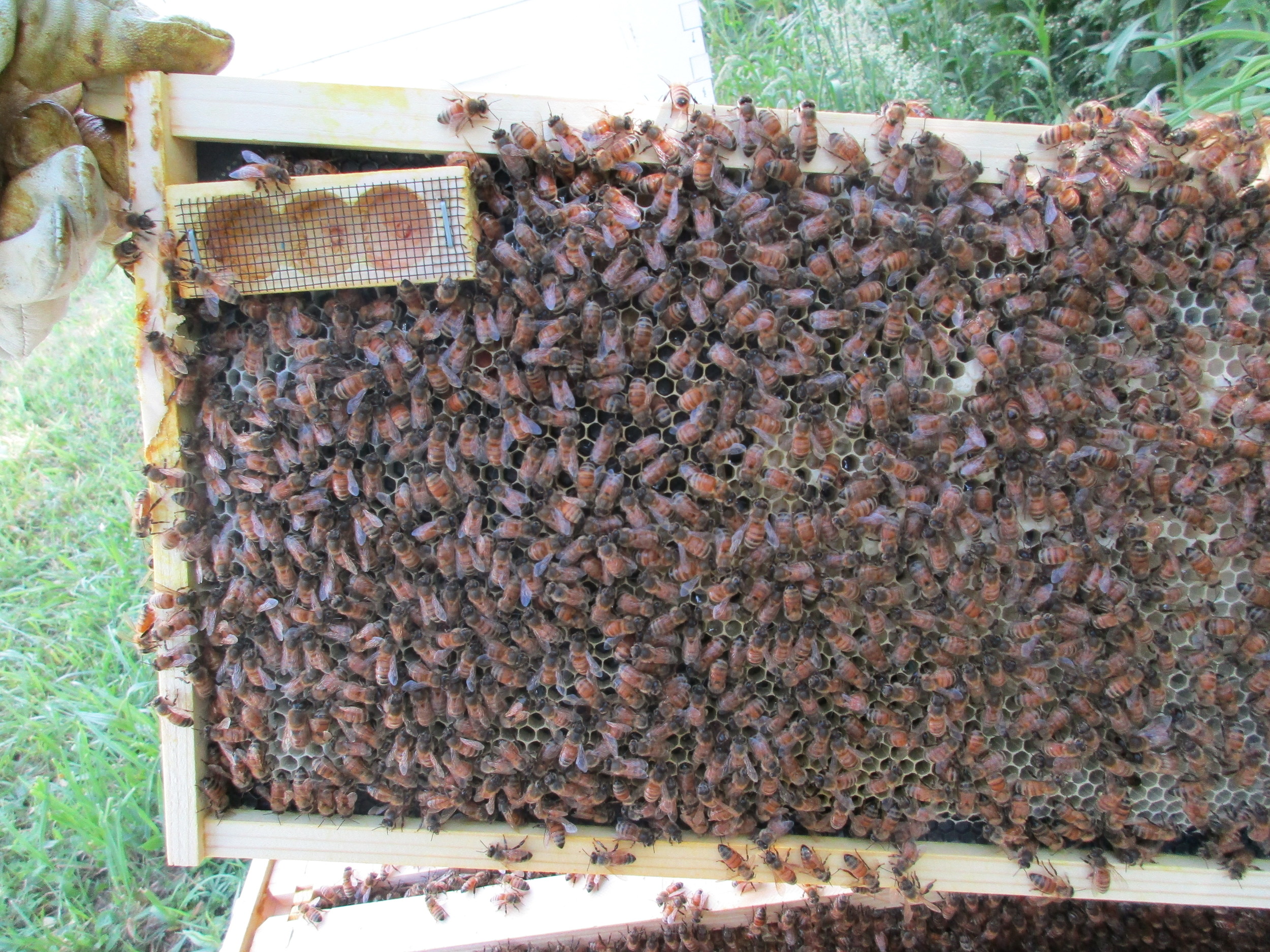 The next frame over, you can see the queen had been busy there about a week previously because these cells have larvae in them (eggs have hatched). The white shapes you see in the center cells are larvae, and some have been capped already. Note the queen cage still attached at the top. The queen would have started laying right here after emerging from the cage.