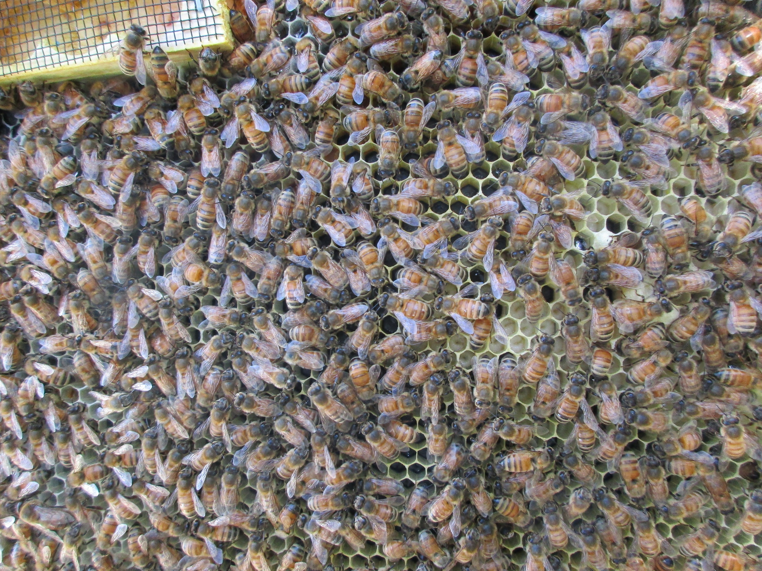 Closer view - you can now see the larvae pretty clearly - little curled up white things at the bottom of the cells in the center/right.