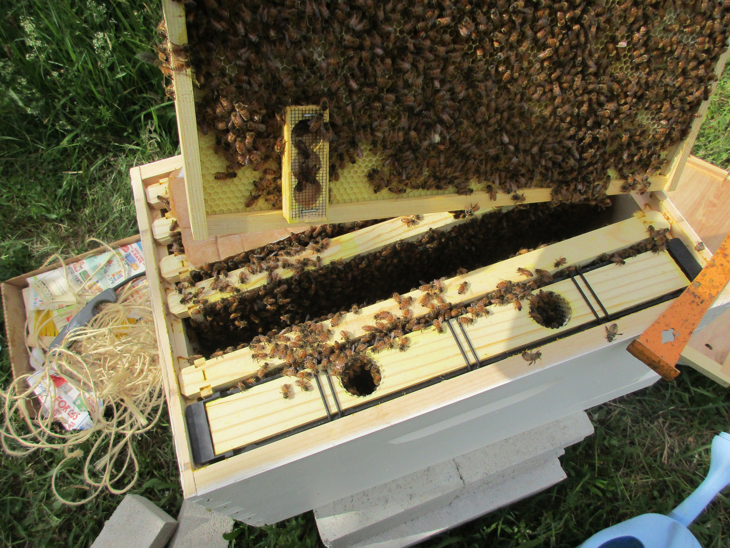 Queen cage is upside down, near the bottom of the frame instead of at the top facing up, where I had put it. The queen is not in there. Other bees are in there, exploring.