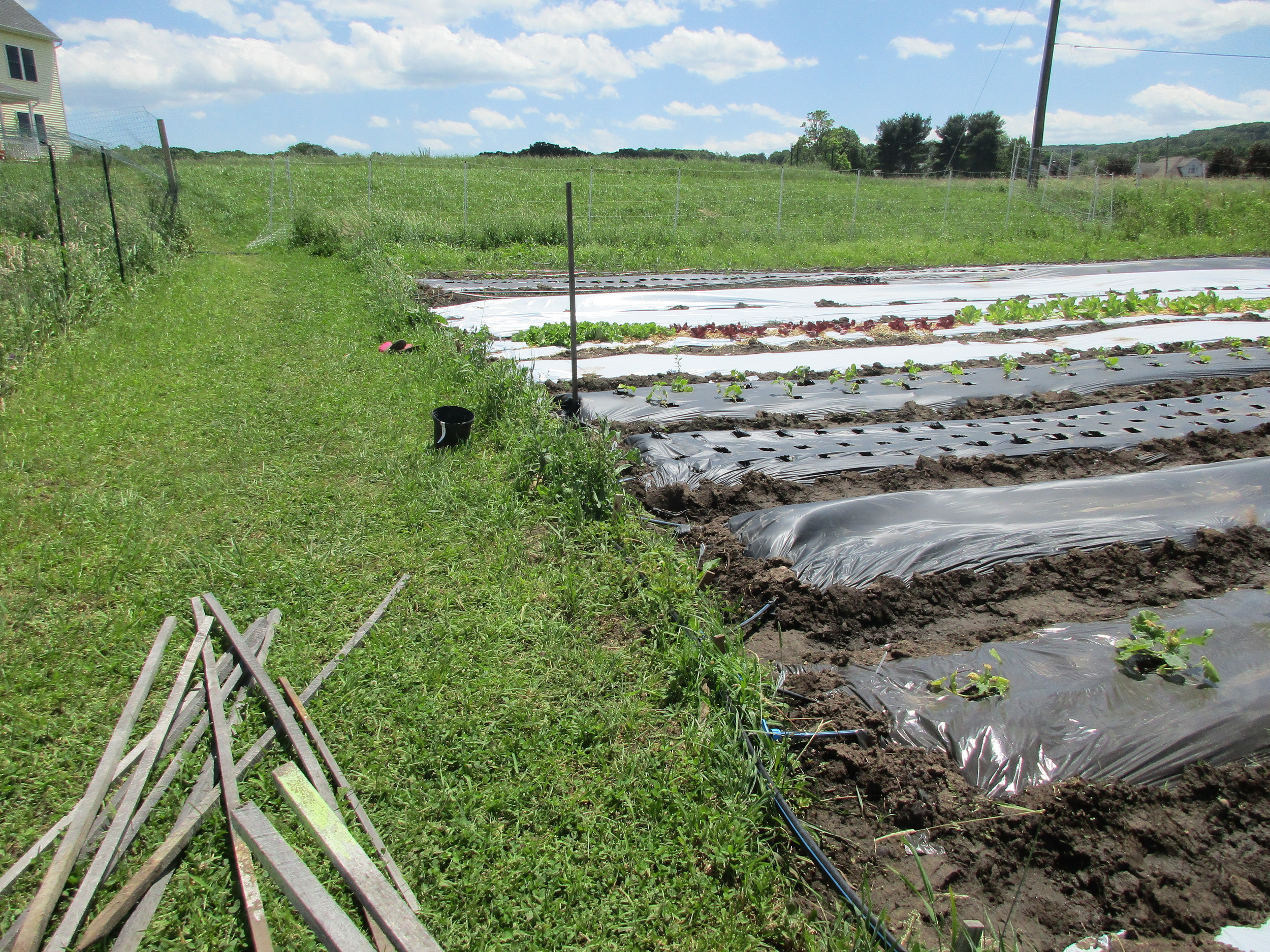Looks like the wind is doing it's best to pick up the plastic mulch 2nd from front!