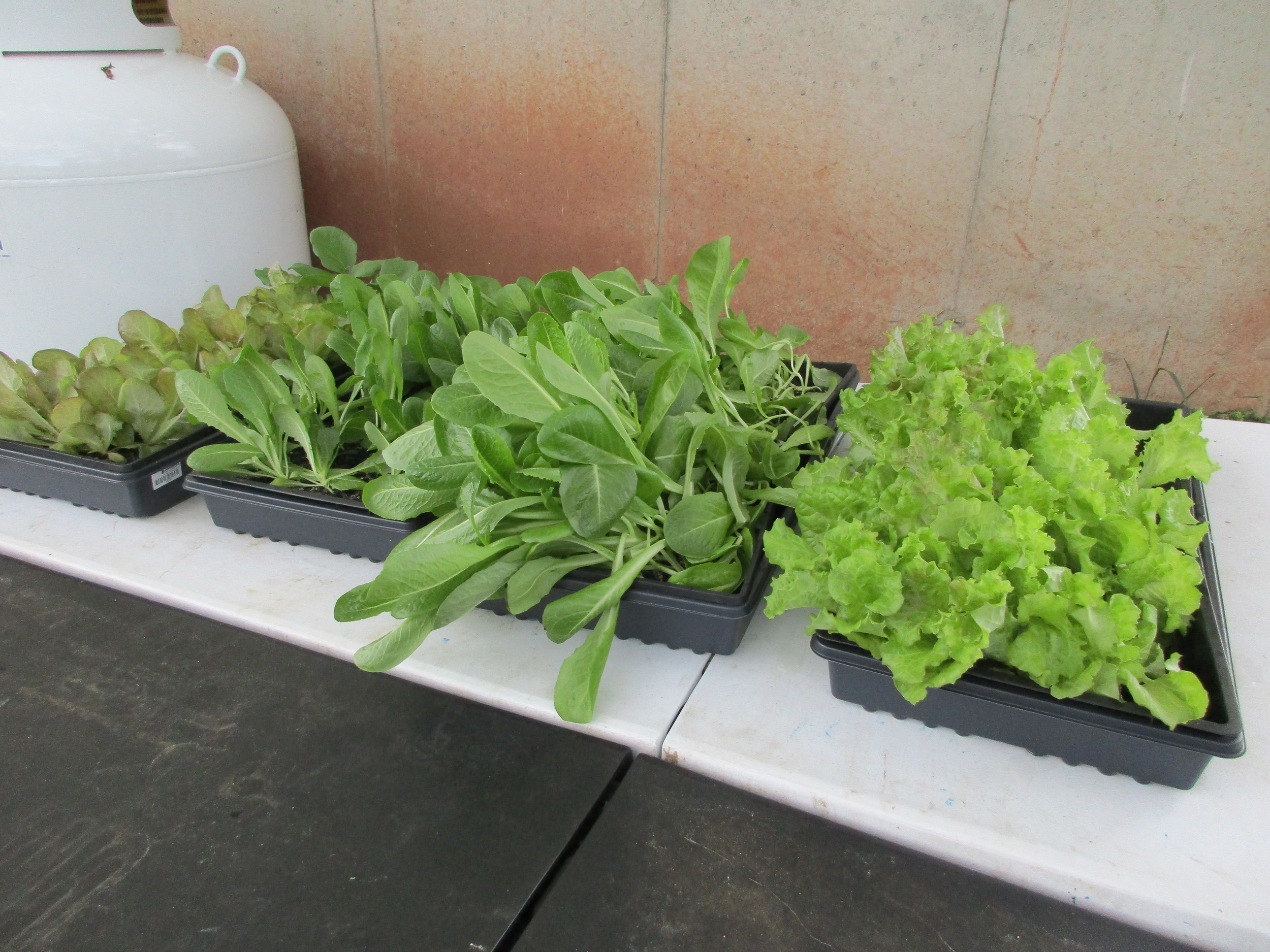 Lettuce seedlings, all wind blown to one side.