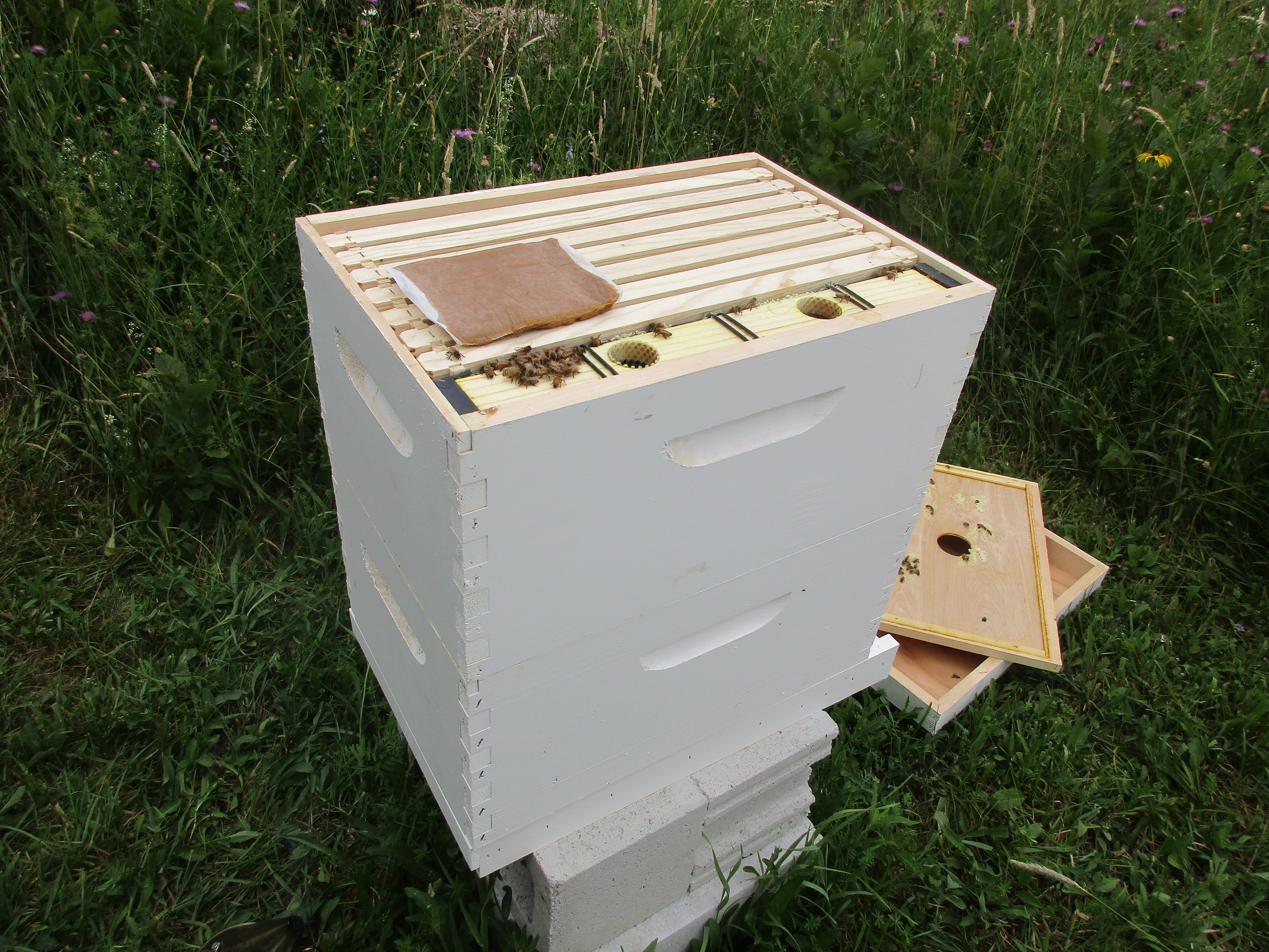 Checking to see if they have started adding foundation to the frames in the upper box which I added last week. Today I added a pollen patty (lying on the top).