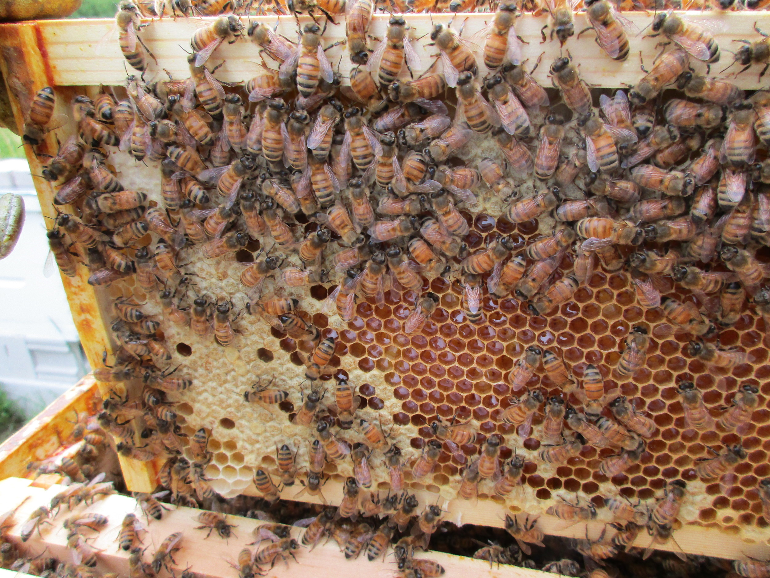 This is not what you want to see - brood cells in the honey super.