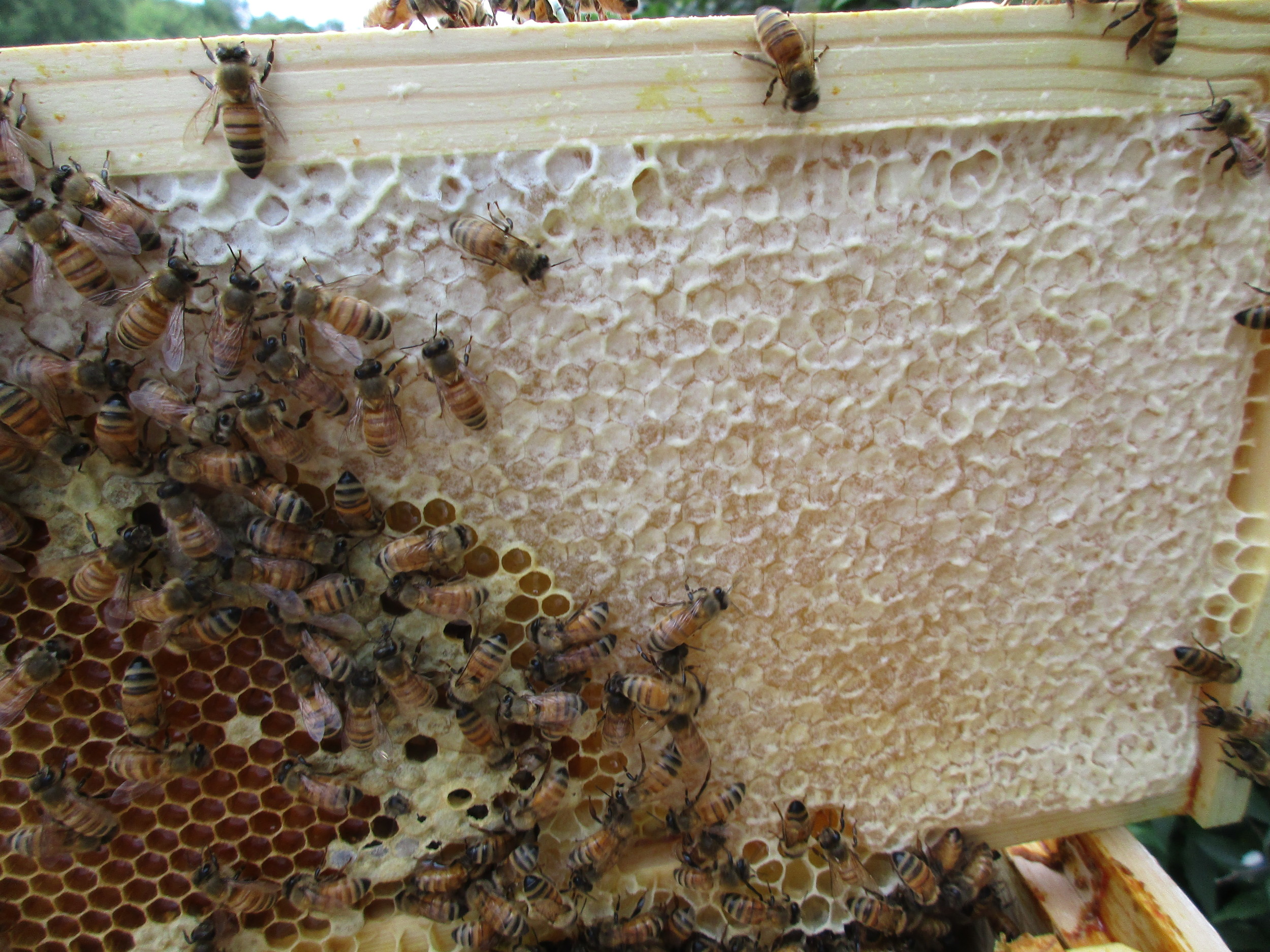 This is how you want the cells with honey in the honey supers to look (on the right) - "capped" - you want to see the white wrinkly stuff before you remove the frame to extract the honey. When it has been capped by the bees and looks like that, it is ready.