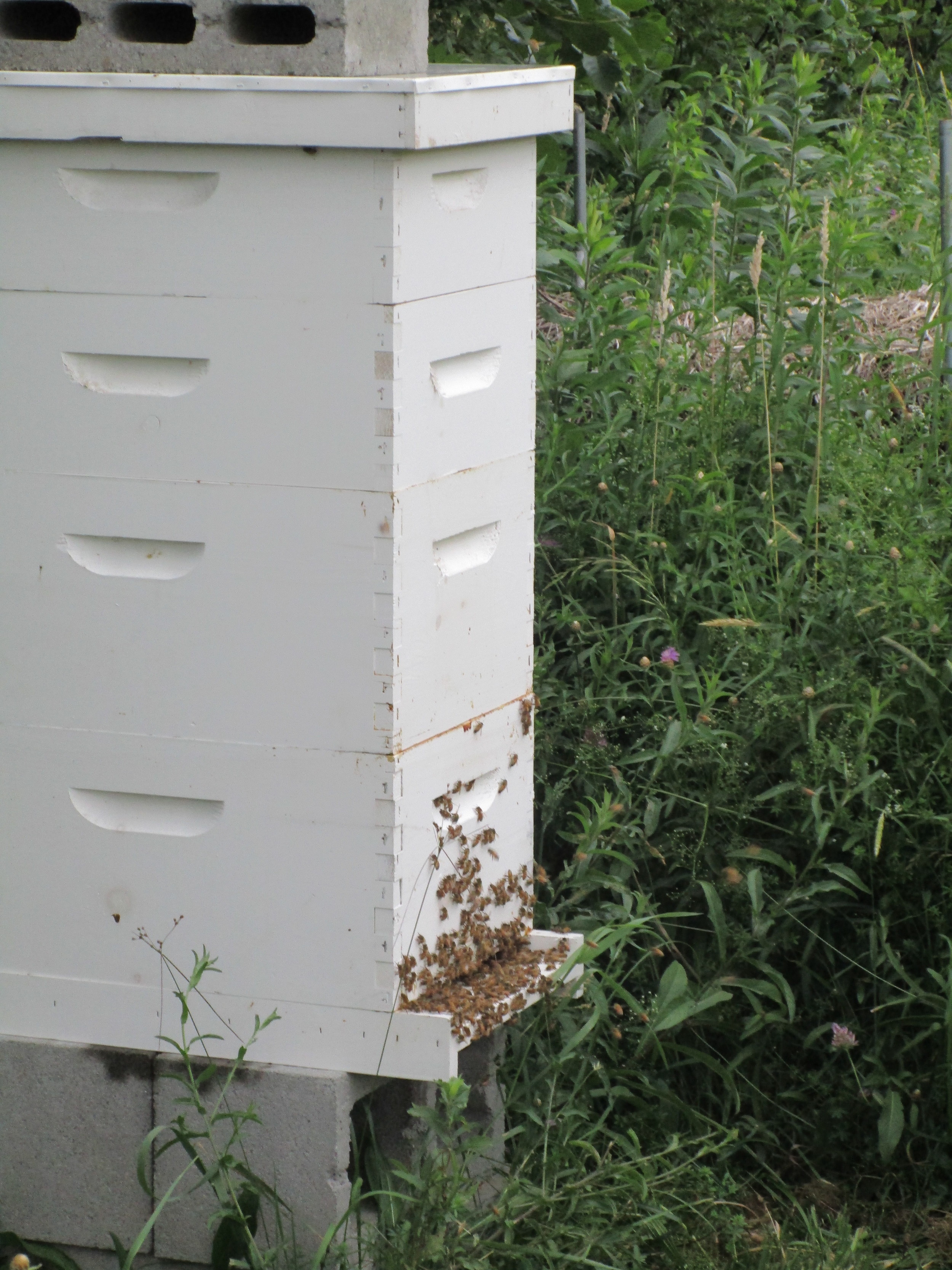 Hive with 2 honey supers (the shorter boxes on the top)
