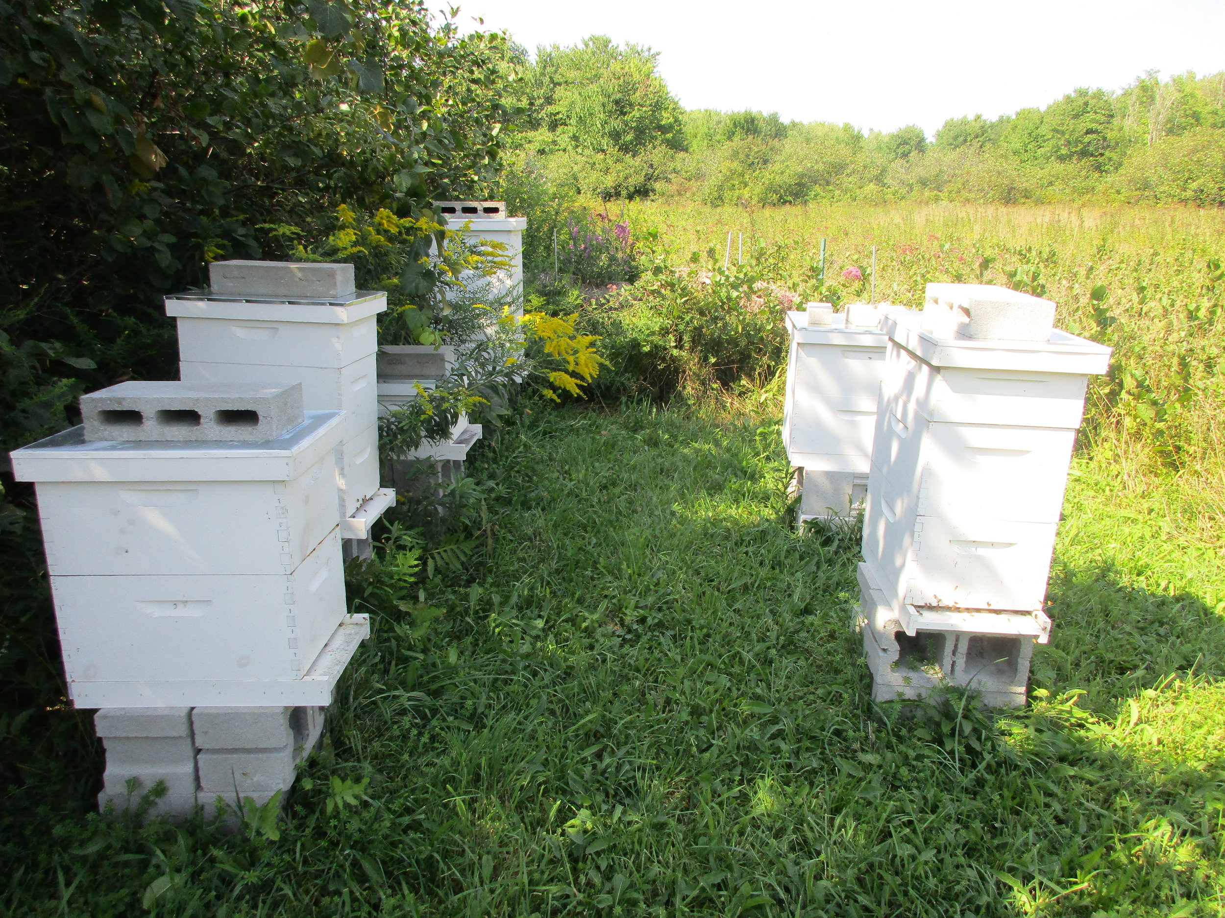 Hive 1 is the hive at front, left. Notice more bees at the entrance of the other hives.