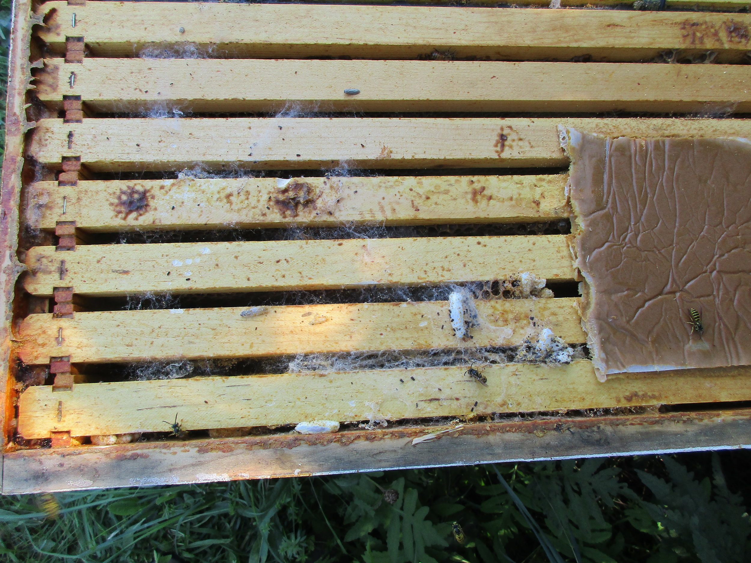 Looking down into Hive 1. You can see a few wasps, and some white wax moth cocoons. The large square thing is the remains of the pollen patty I put in there before I left. The wasps were feeding on it.