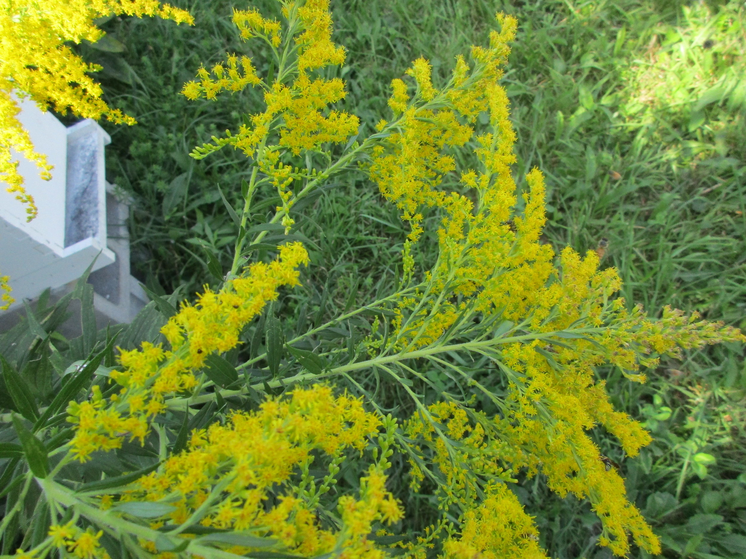 Goldenrod. Can you see the bees landing on it on the right?