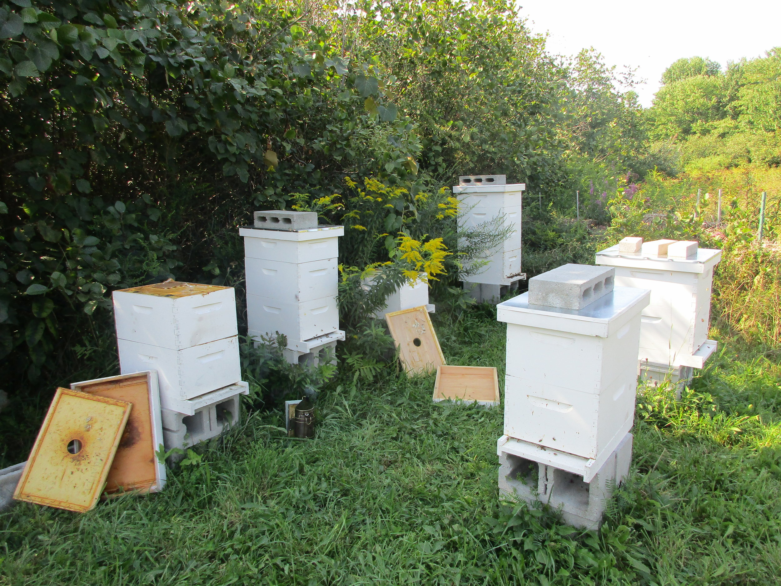 The four hives with lids on and bricks are the only hives left. The ones with lids resting up against the side are empty of bees.