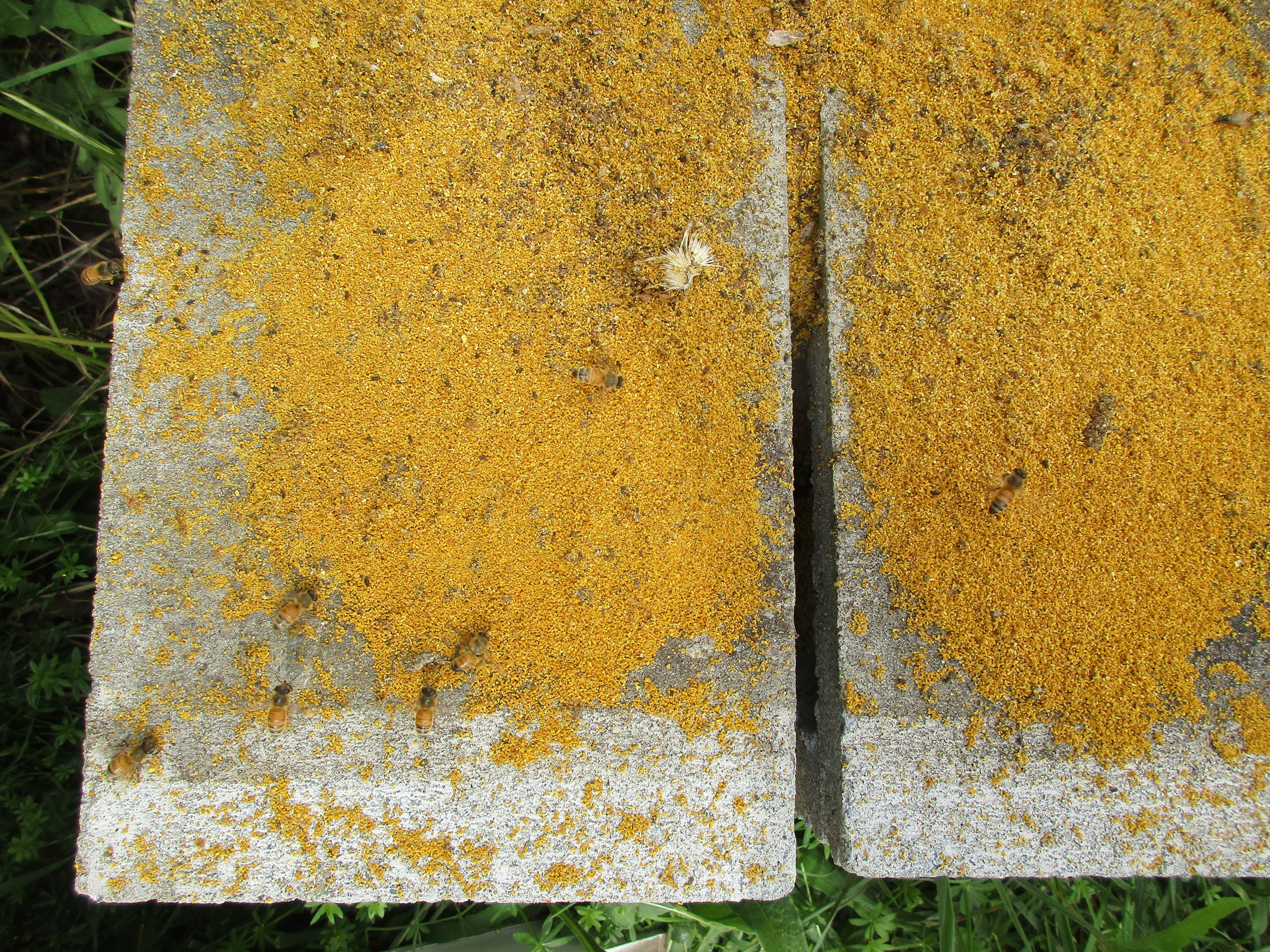 Bees gathering up the yellow grains (of pollen?) left behind when I moved Hive 1 off it's stand.