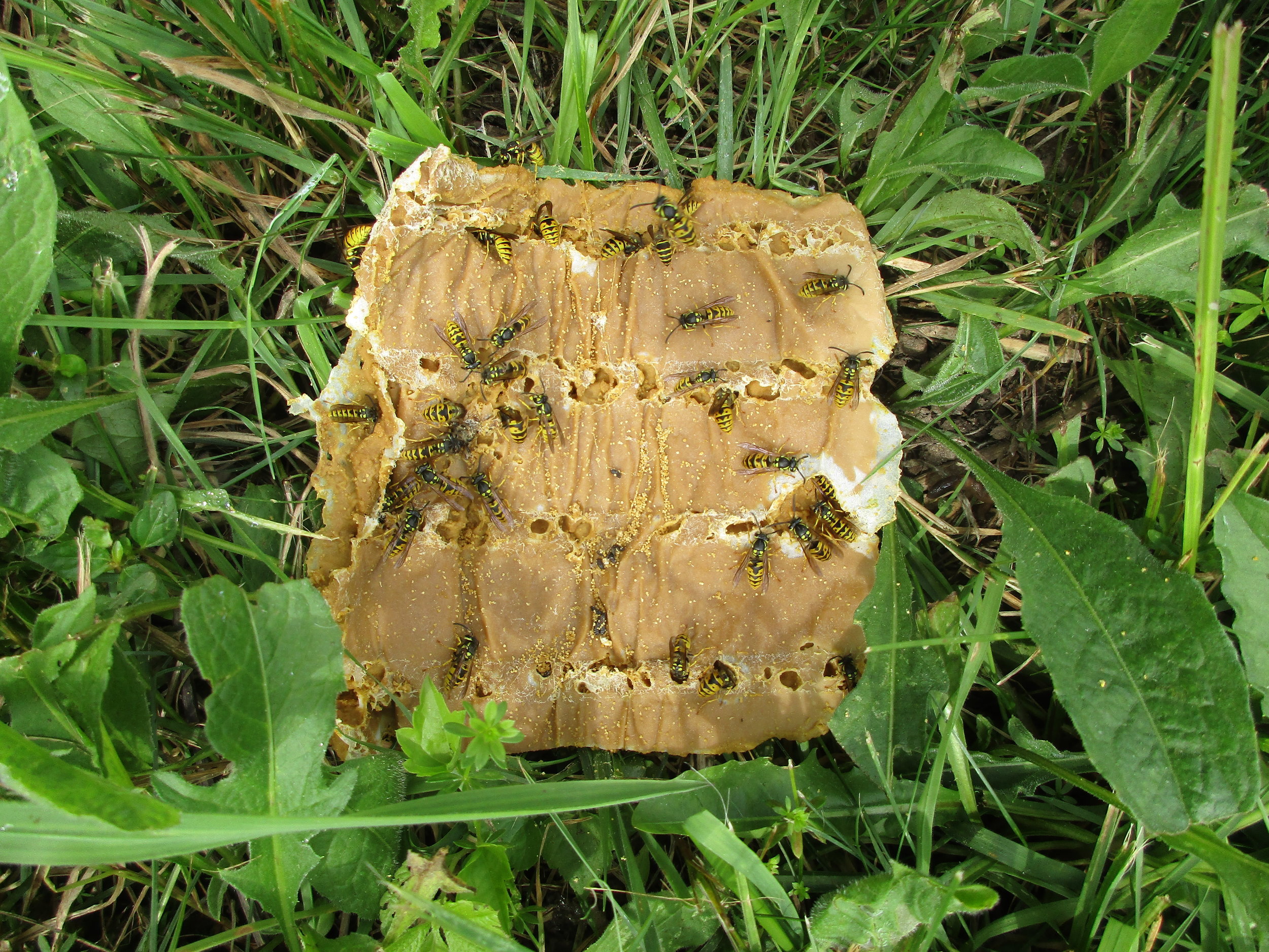 If you have been following my bee blog, hopefully by now you should be able to tell that these are not honey bees. They are wasps (yellow jackets). They are feeding on a pollen patty I threw out of Hive 1.