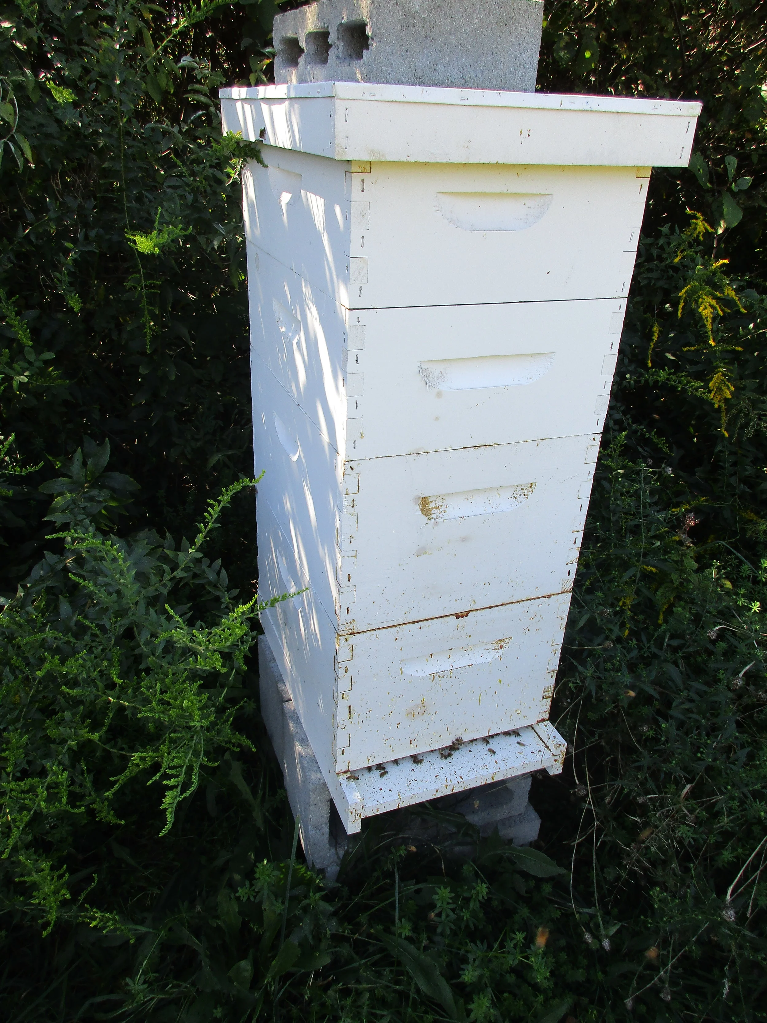 Hive 2 has two honey supers, full of honey.