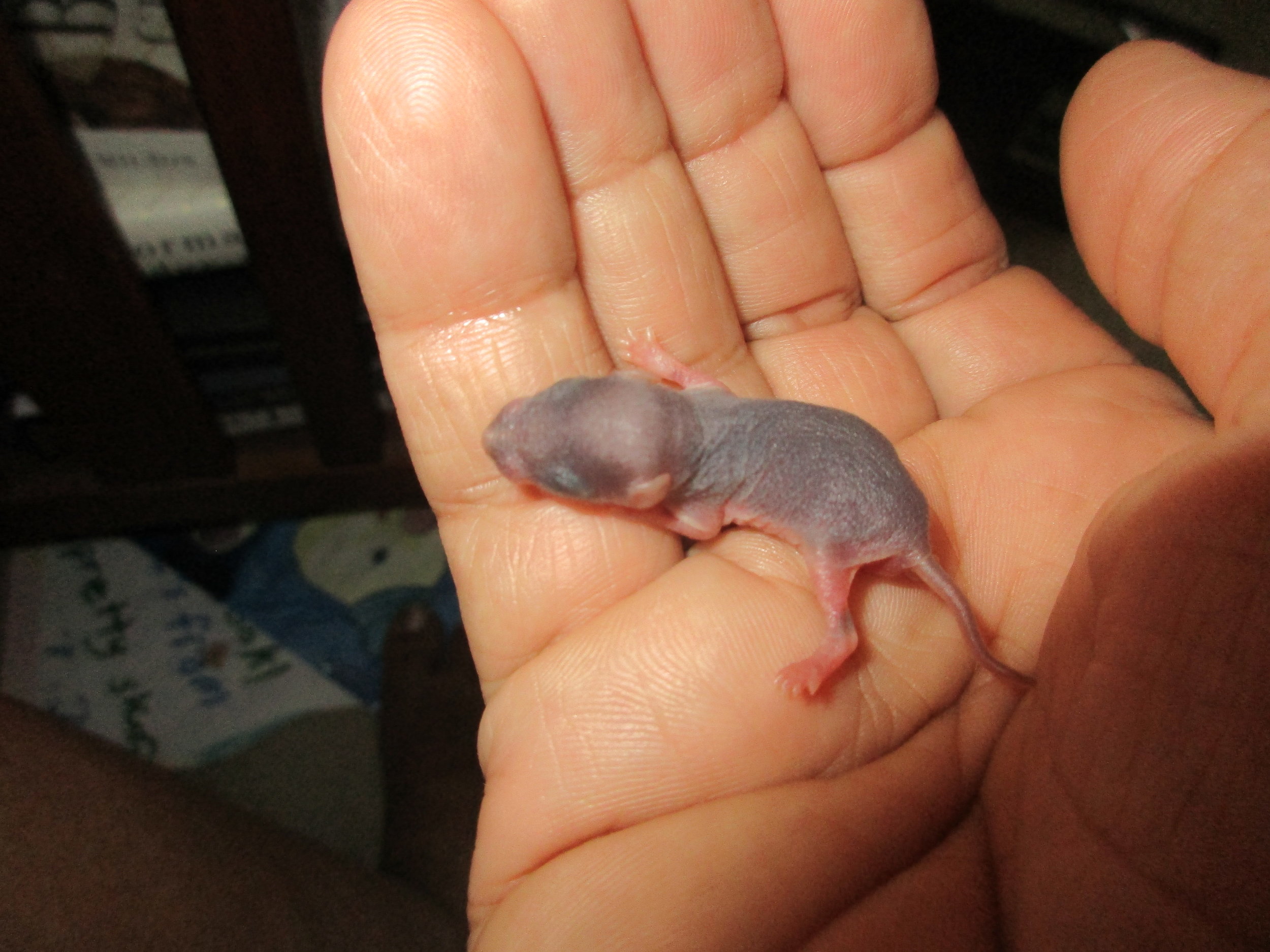Patch, the baby mouse.