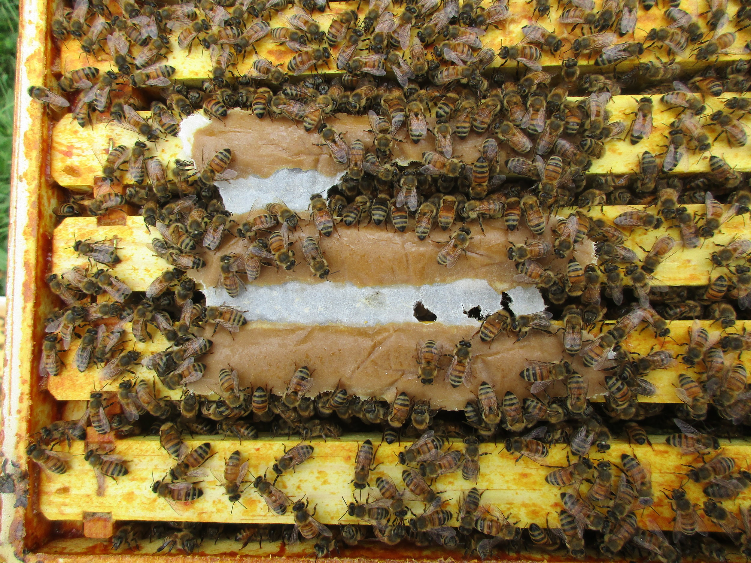 Hive 3. Notice how they are making short work of the pollen patty I put in there last Thursday. They've eaten all the parts in between the frames.