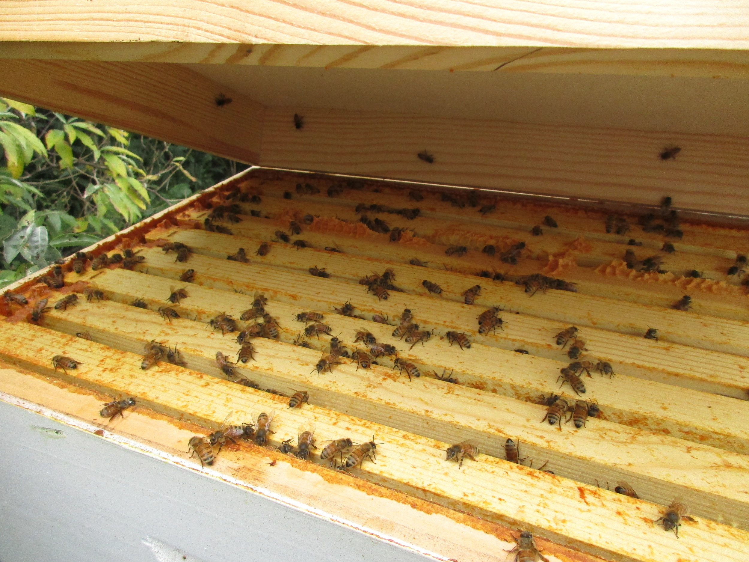 Supposedly, the bees should all move down to the lower boxes. Clearly these bees did not read the instructions. In fact some of them are even hanging out on the felt lining where I sprayed the repellent!