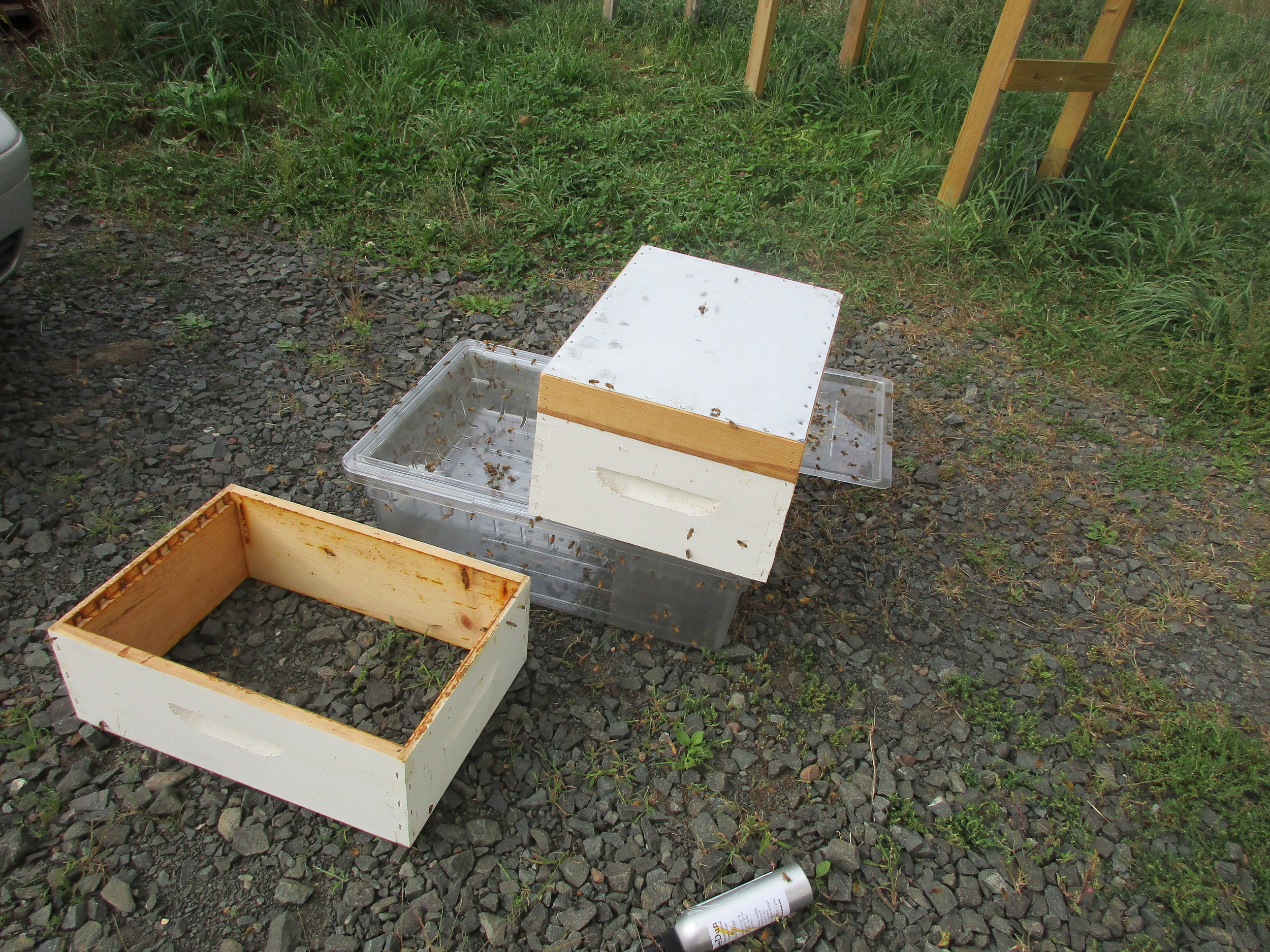 A super sitting on the plastic processing tub in front of our garage, with the bee repellent board on top, in a vain effort to get the bees to leave. Bee repellent container on the ground in front. (A "super" is a hive box with frames like the boxes that make up the hive, but it is not as deep.)