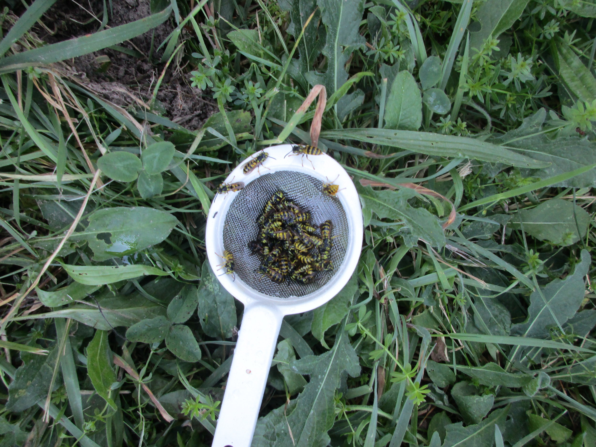 I used this sieve to catch the wasps that were in with the sugar syrup, when I was pouring the sugar syrup from the watering can into the feeders in the hives. This is how many wasps came out!