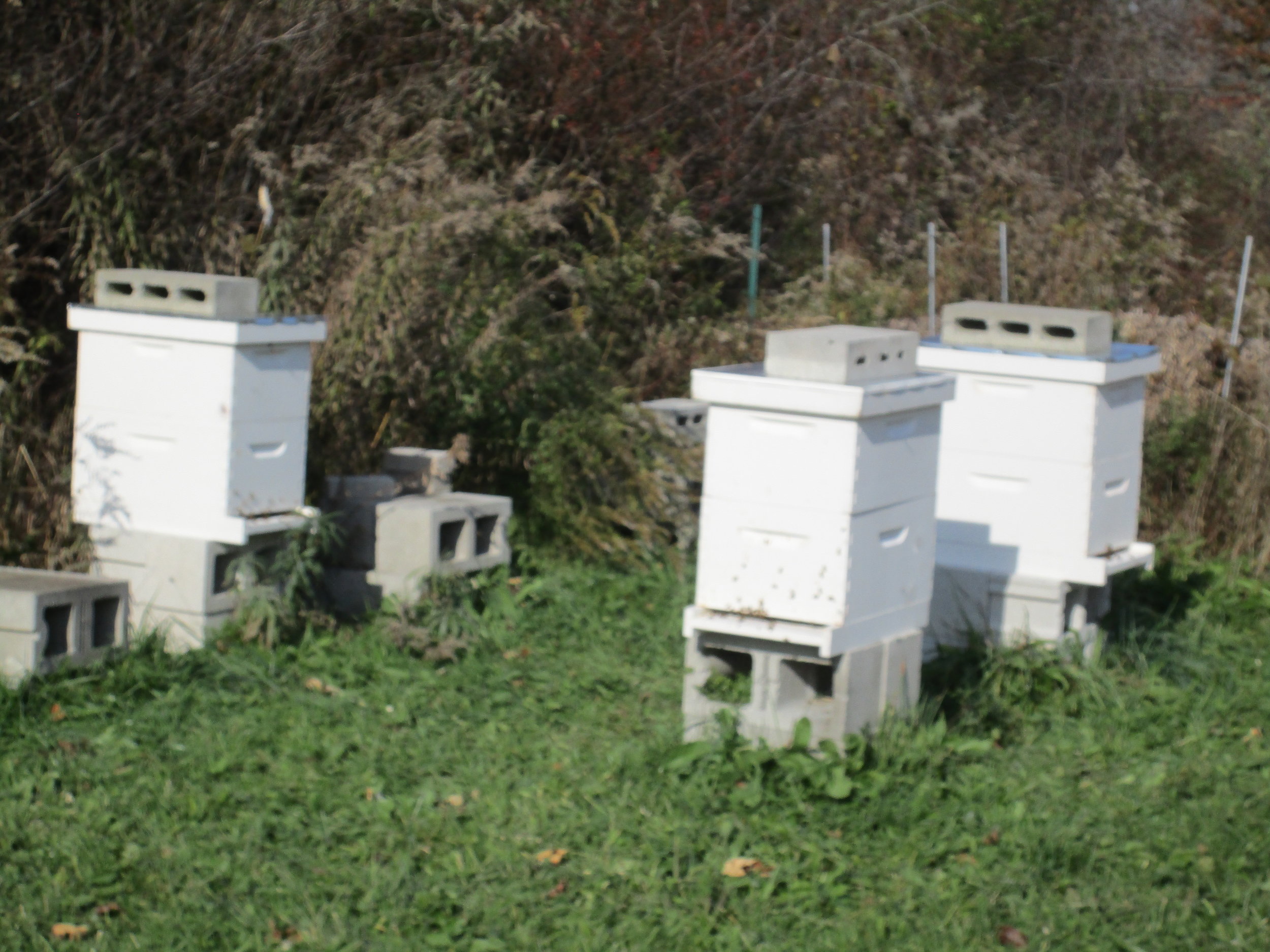 At least these three hives are going strong