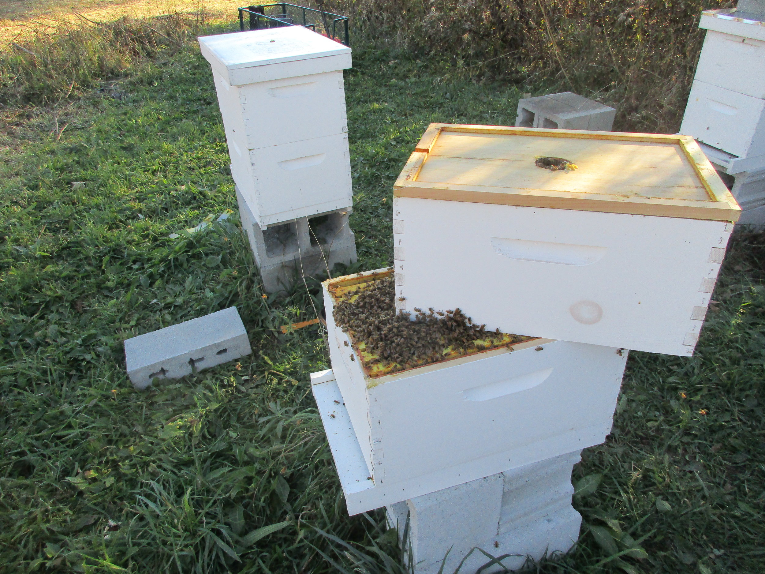 Apivar strip under that pile of bees somewhere!