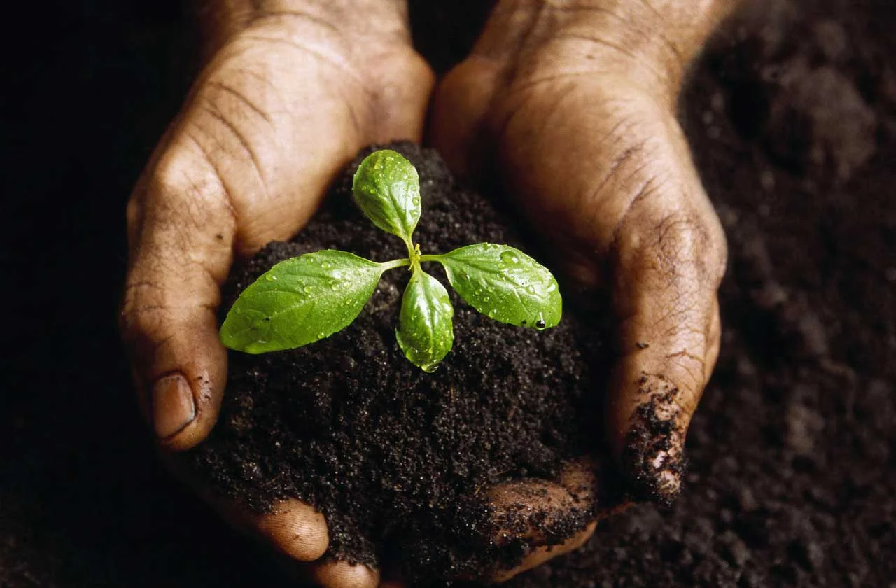 seedling.jpg