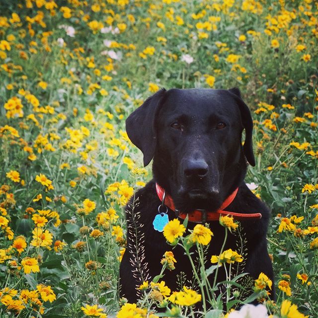 Swipe for Flecha's &quot;I see a rabbit&quot; face. 🐰👀
&bull;
&bull;
&bull;
#birddogoftheday #birddogofinstagram #huntingdog #huntingdogsofinstagram #huntingdogoftheday #southtexas #ranching #ranchinglife #gooddog #texaswildflowers #texasspring #te