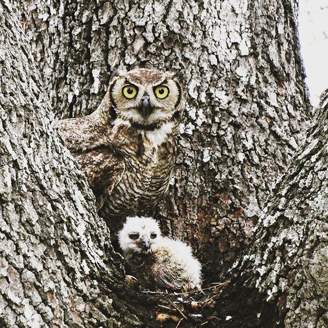This Great Horned Owl made her home in our backyard and gave birth to her chick just in time for Mothers Day! 🦉🐣
&bull;
&bull;
&bull;
&bull;
#ShootAV #jonesaltavistaranch  #wildlifephotography #wildlife #greathornedowl #audobonsociety #birdwatching