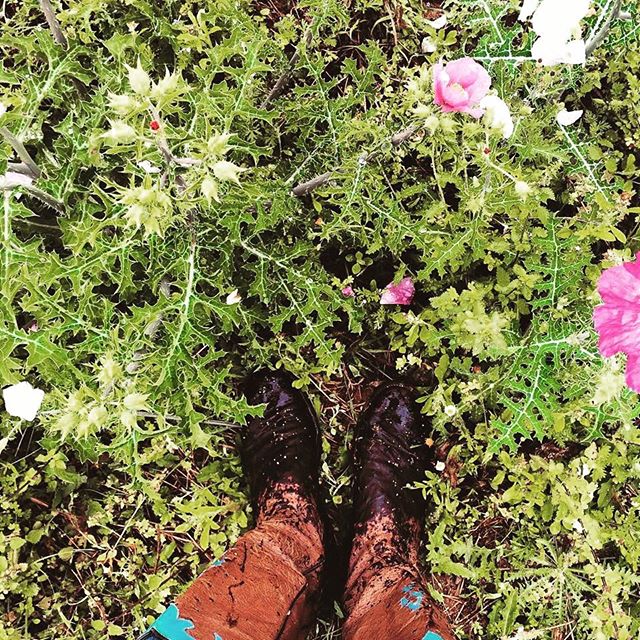 Morning dew on the Bull Thistle 🌸x🌵
&bull;
&bull;
&bull;
#ShootAV #jonesaltavistaranch  #ranchlife #cowboyboots #ostrichboots #wildlifephotography #cowgirl #cowboy #cowgirlboots