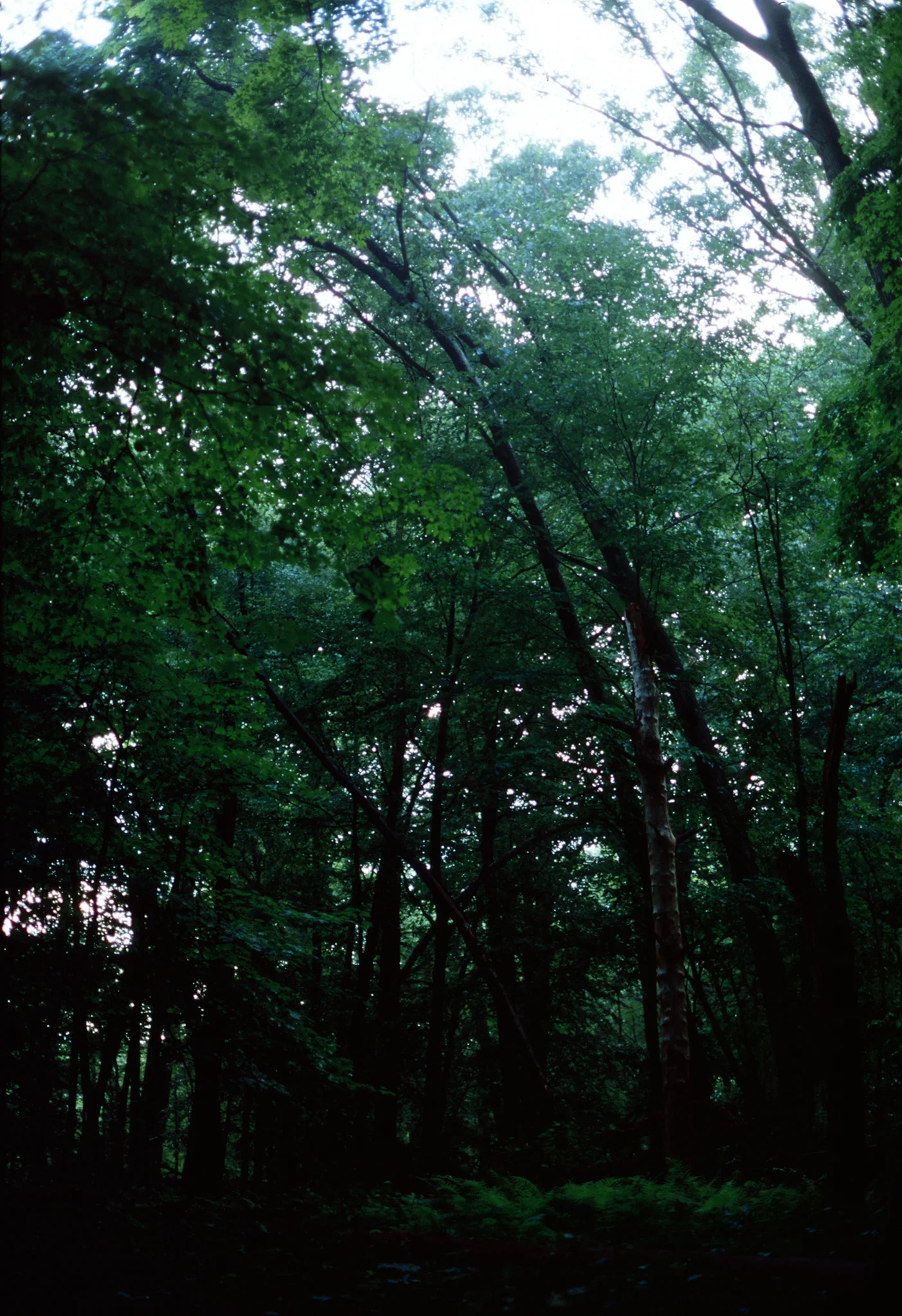Untitled-(33).jpg