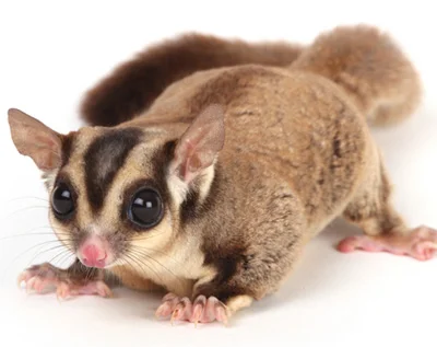 Sugar Gliders