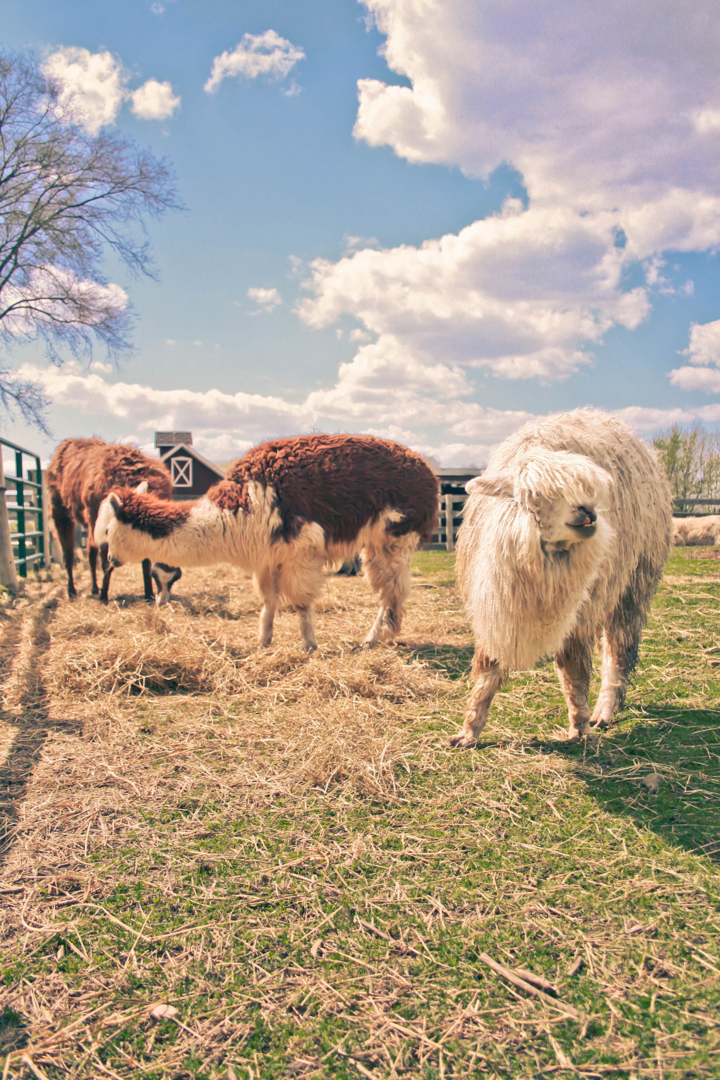 JellyBones llamas.jpg