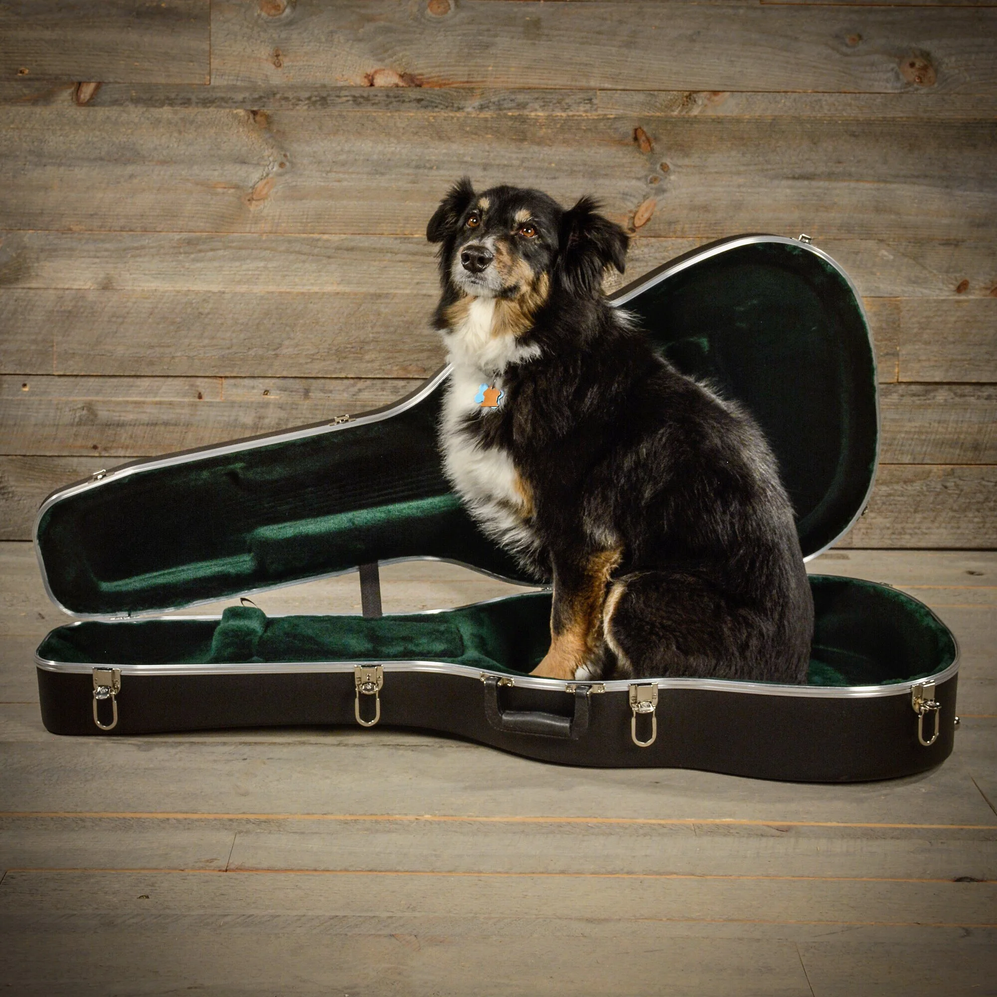  #DogsOfCME   Chicago Music Exchange  