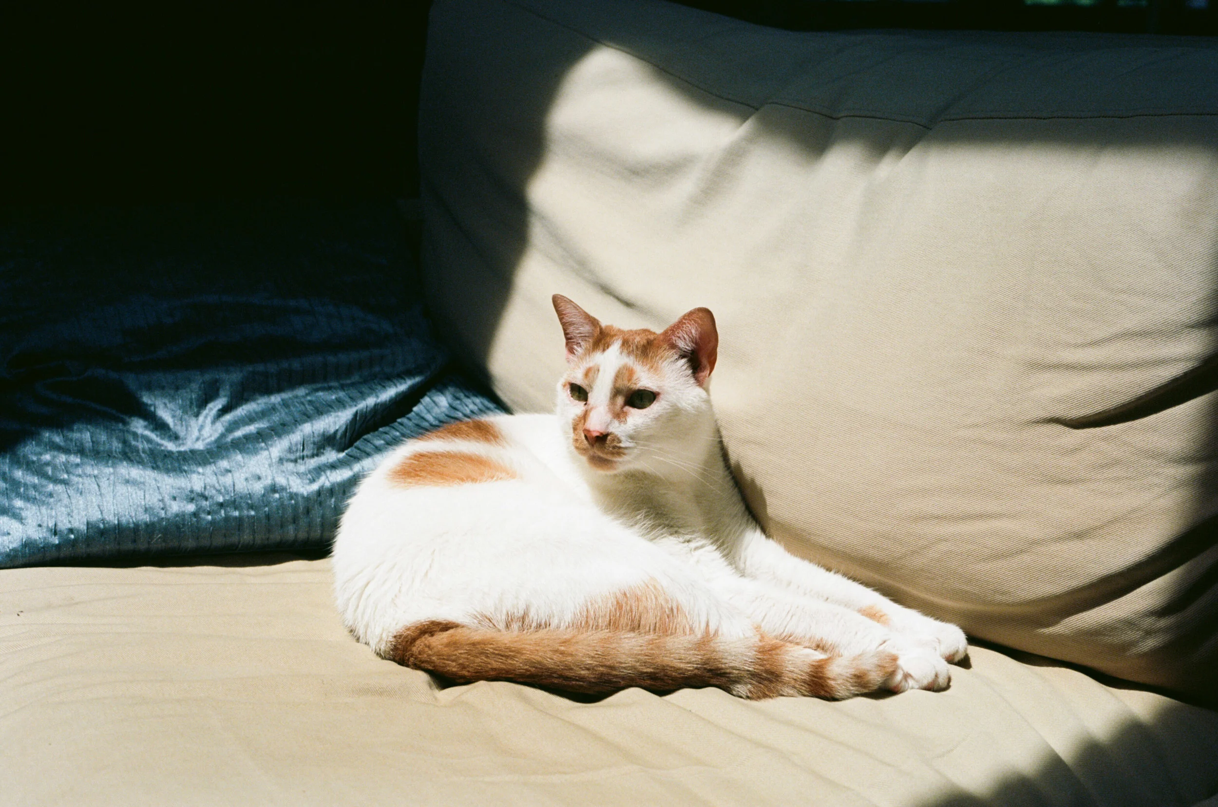 Jamaica Plain, June 2015