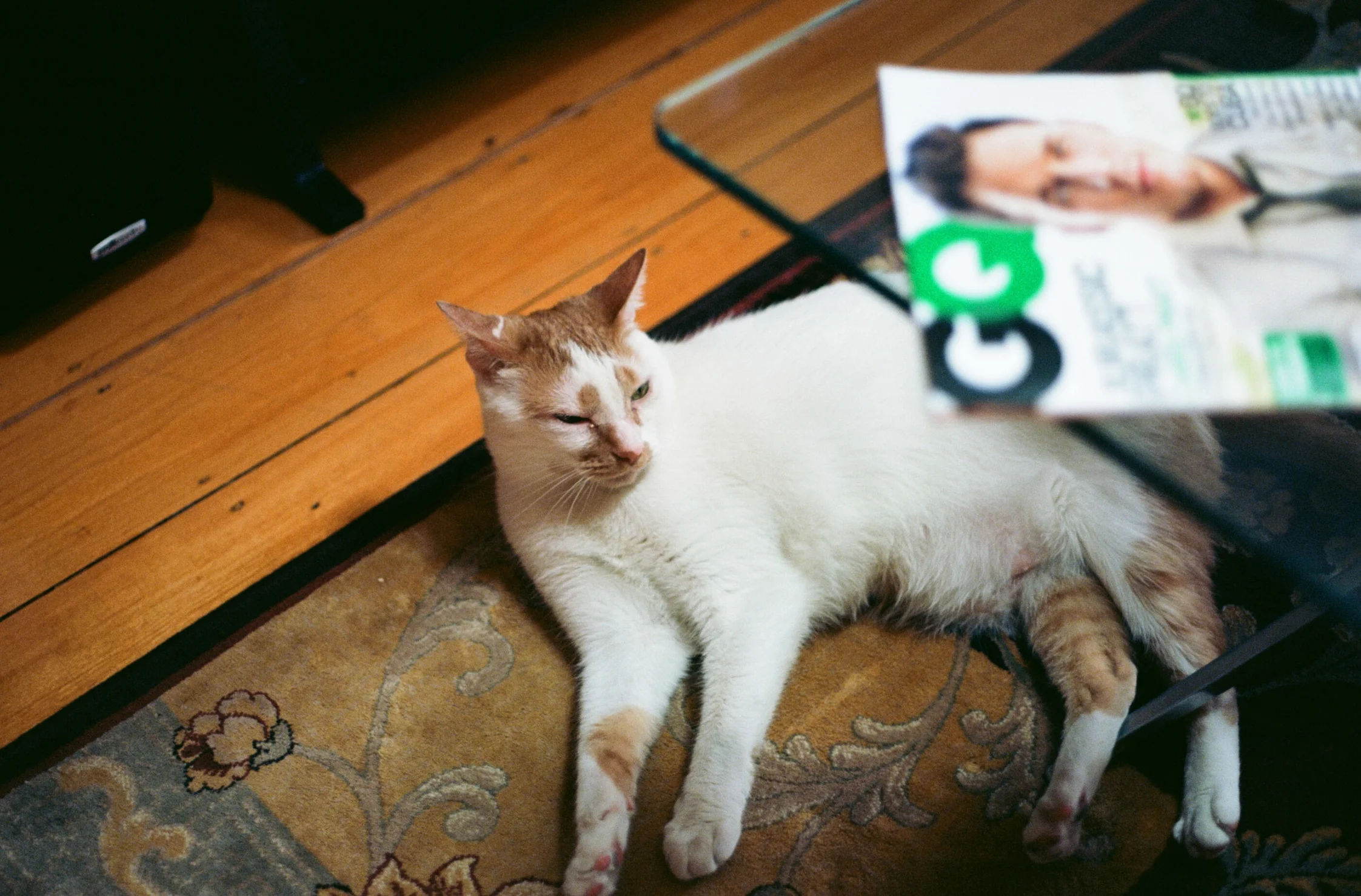 Jamaica Plain, June 2015