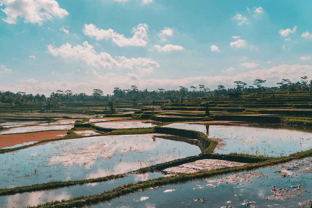 Ricefield.gif