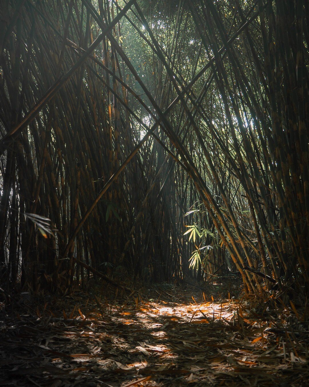 Following the light as we find our way through the misty Penglipuran bamboo forest where local villagers believe their ancestors started growing bamboo here many generations ago.

This is one of the biggest bamboo forests in Bali and this robust natu